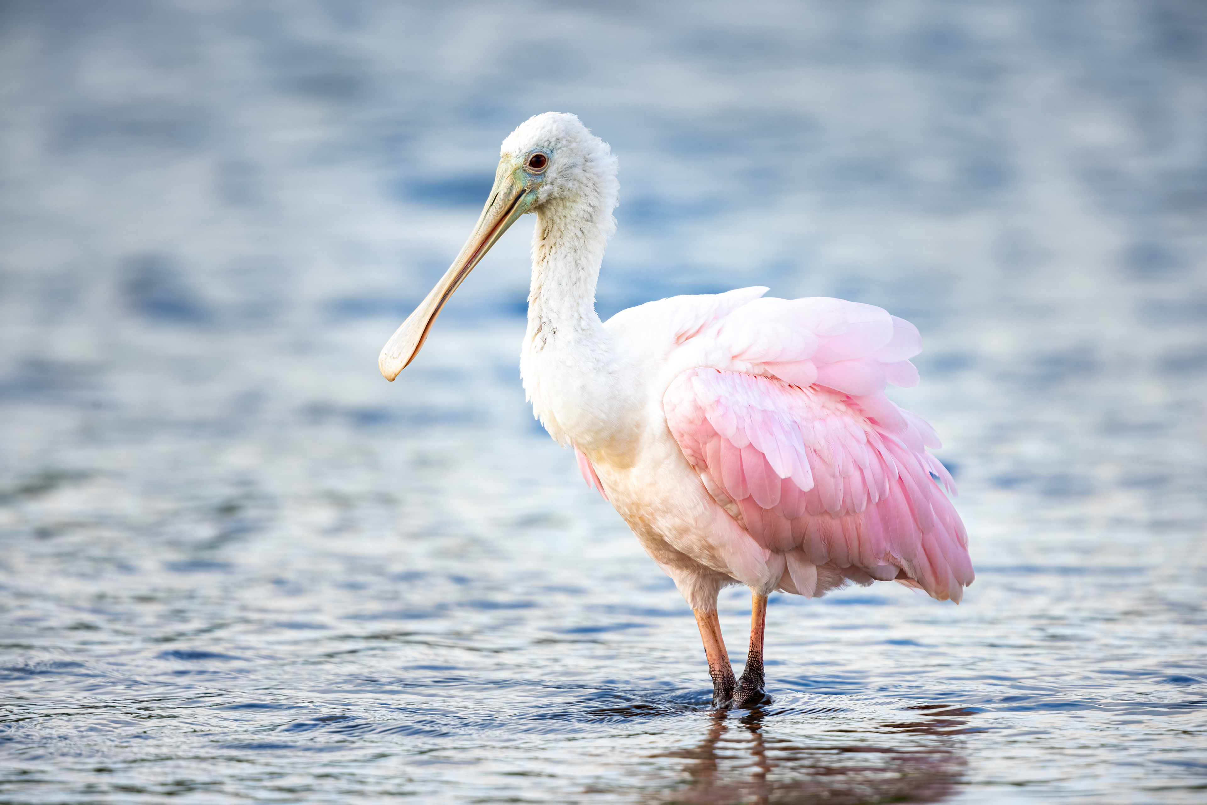 Roseate Spoonbill