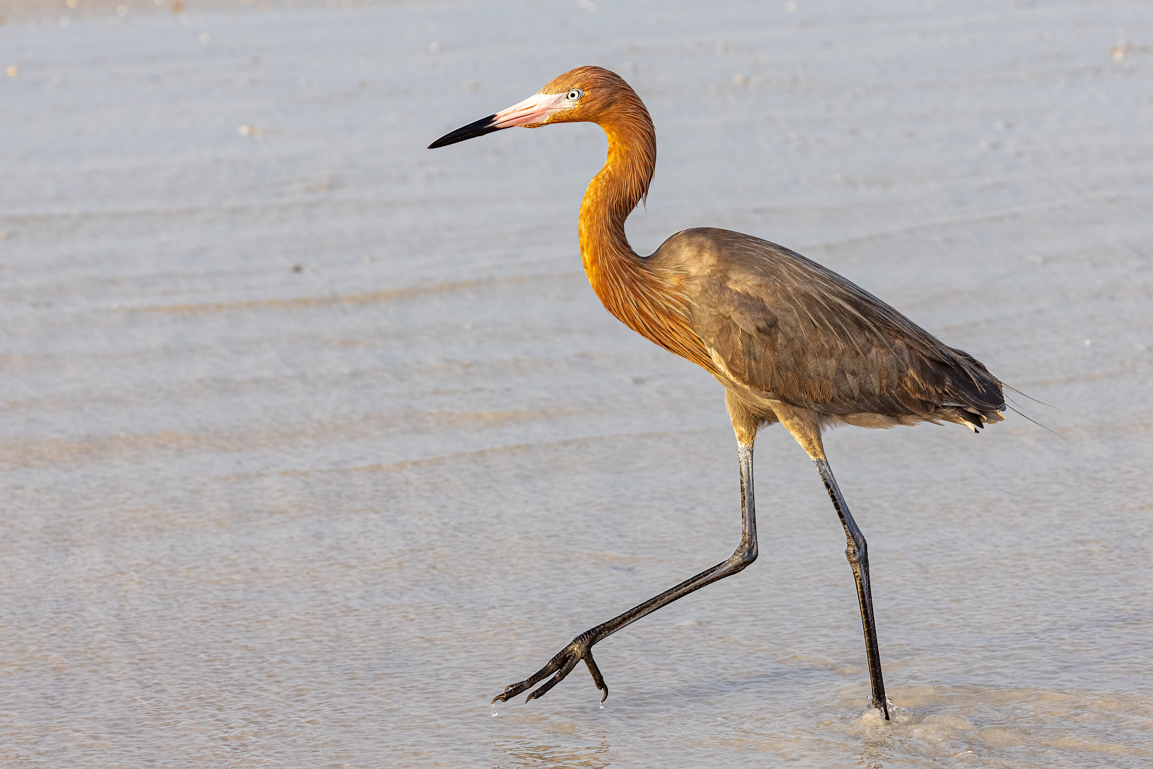 Reddish Egret