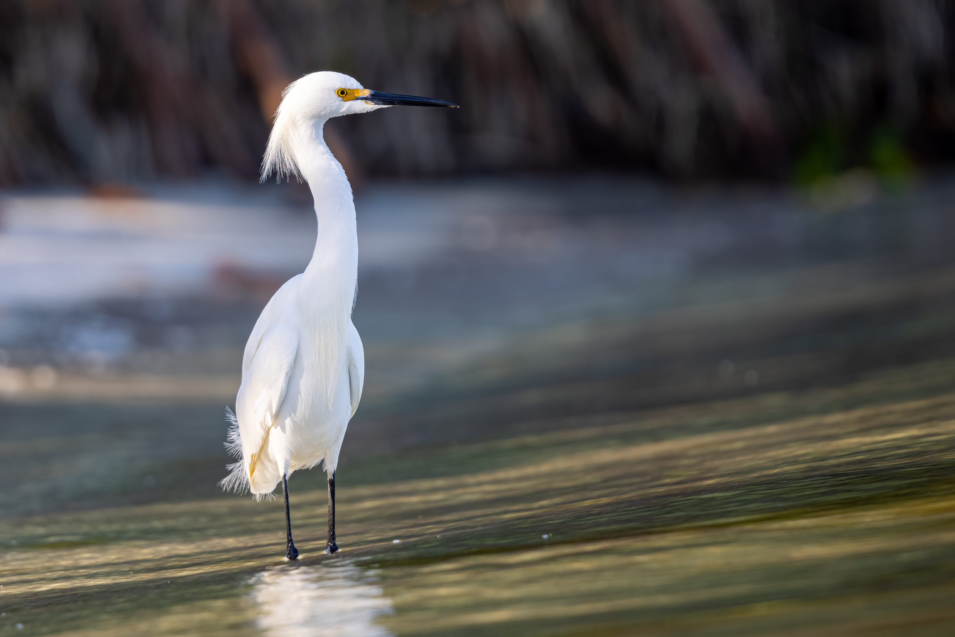 Great Egret