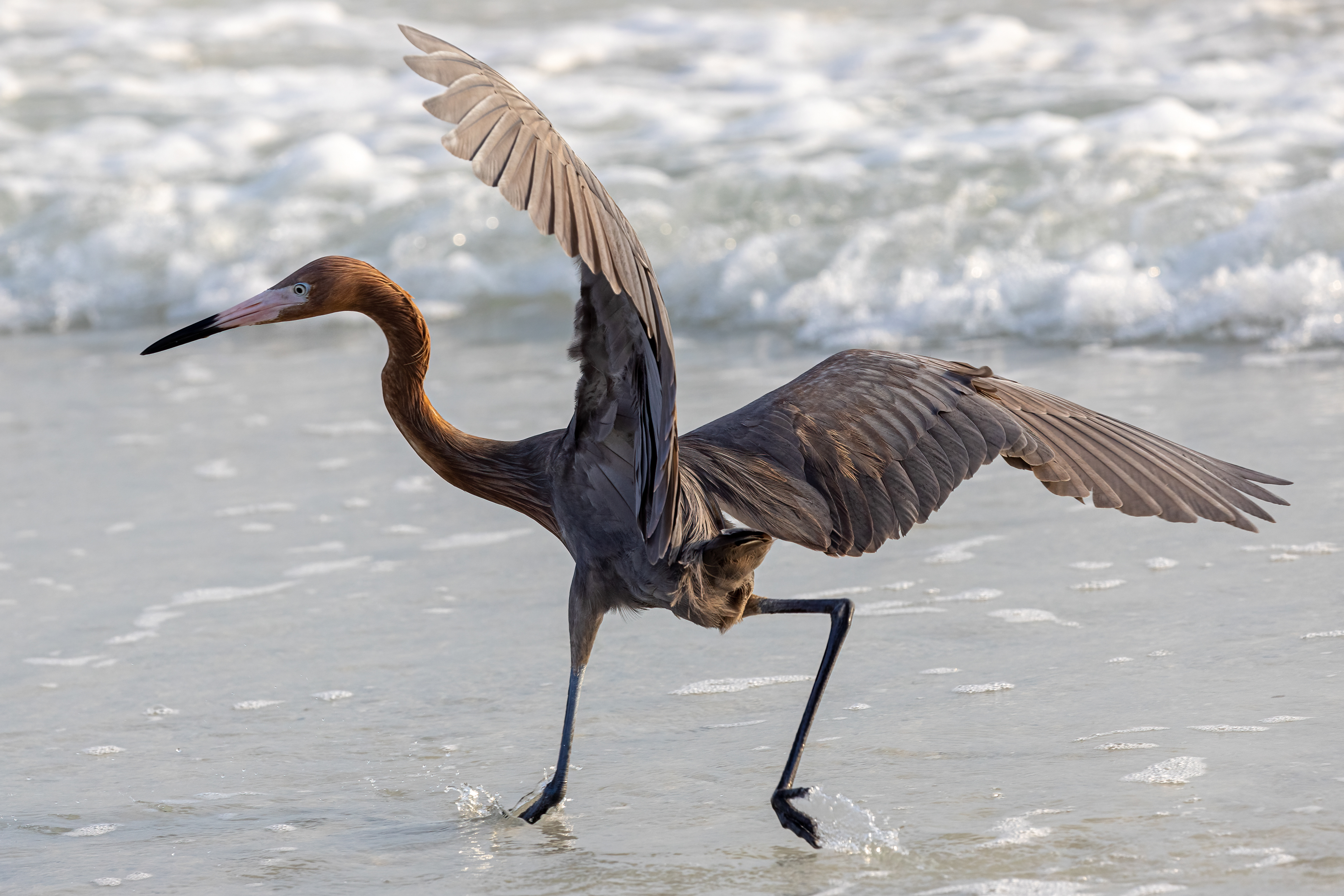 Reddish Egret