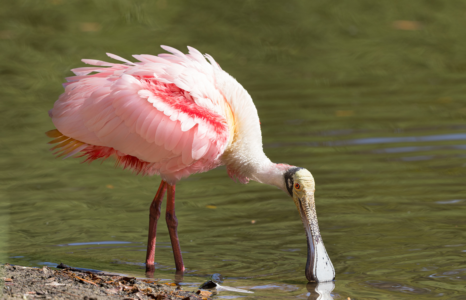 Roseate Spoonbill