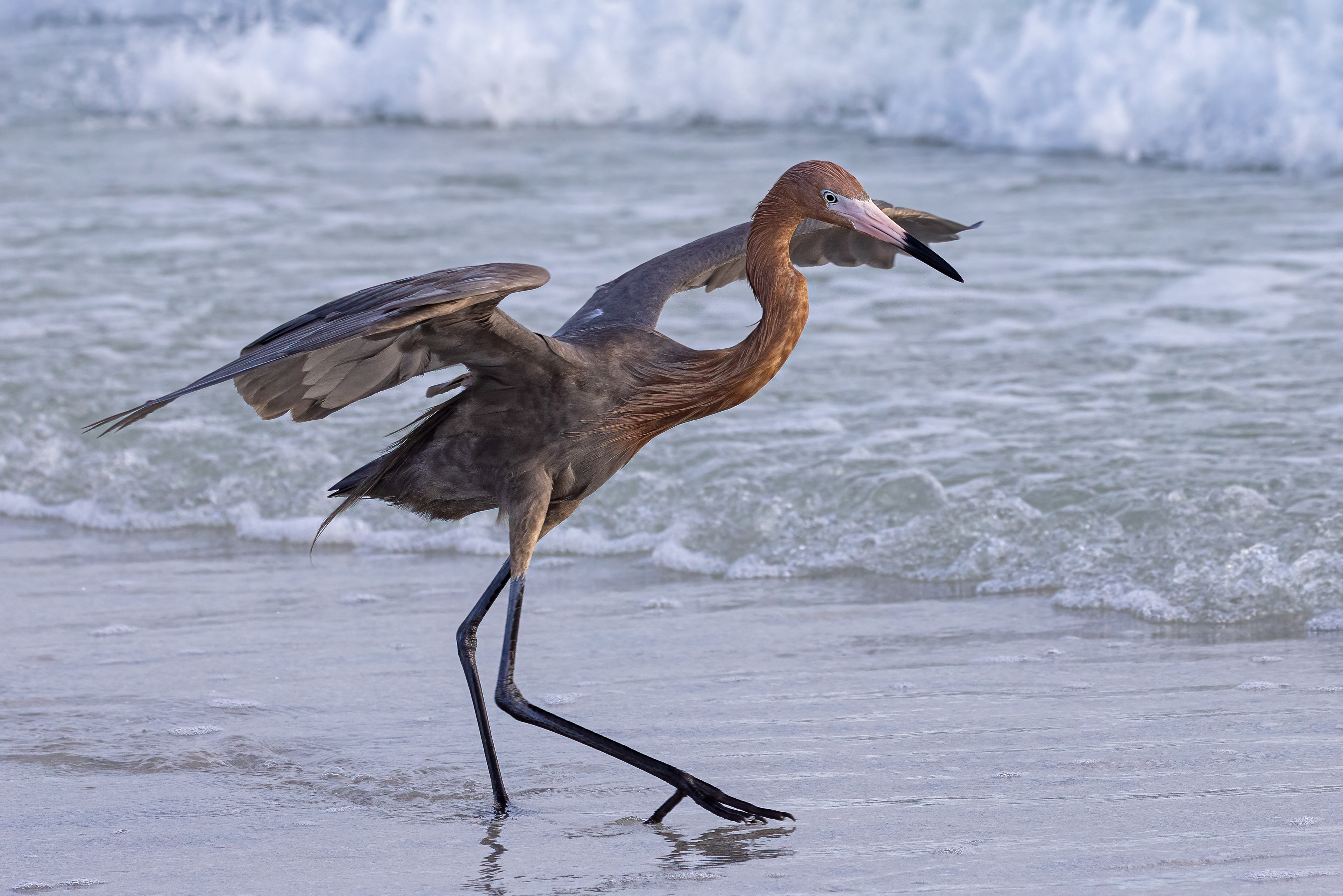 Reddish Egret