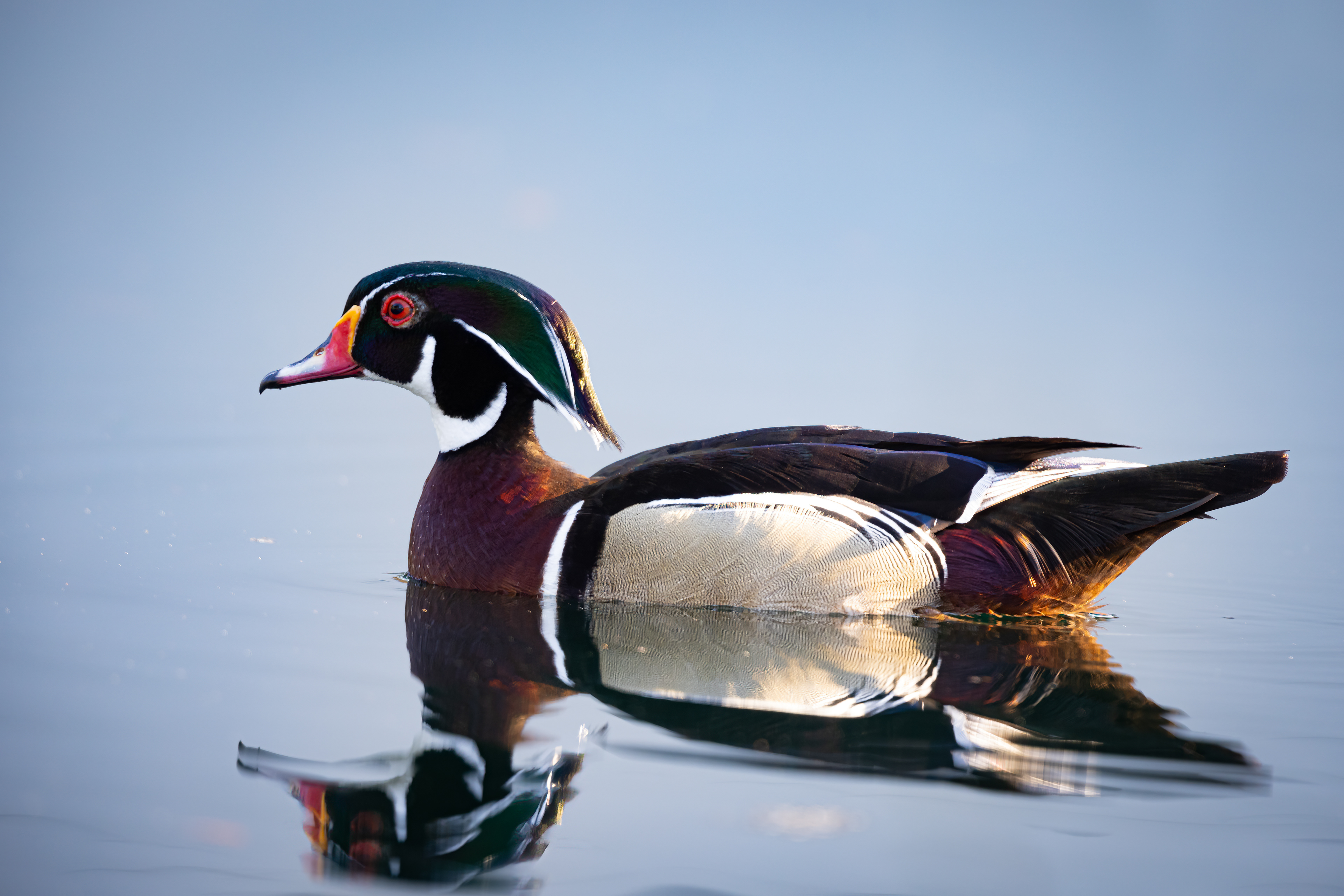 Wood Duck