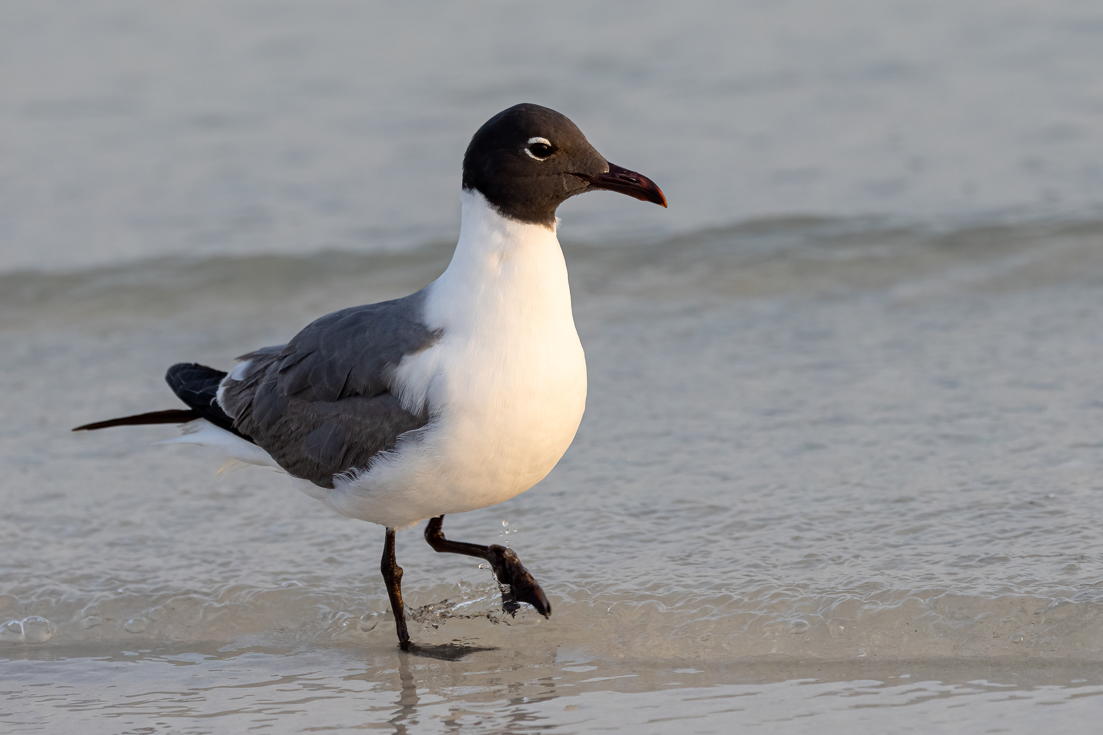 Laughing Gull