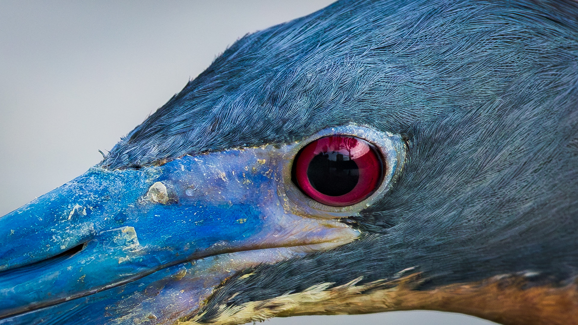 Tricolored heron