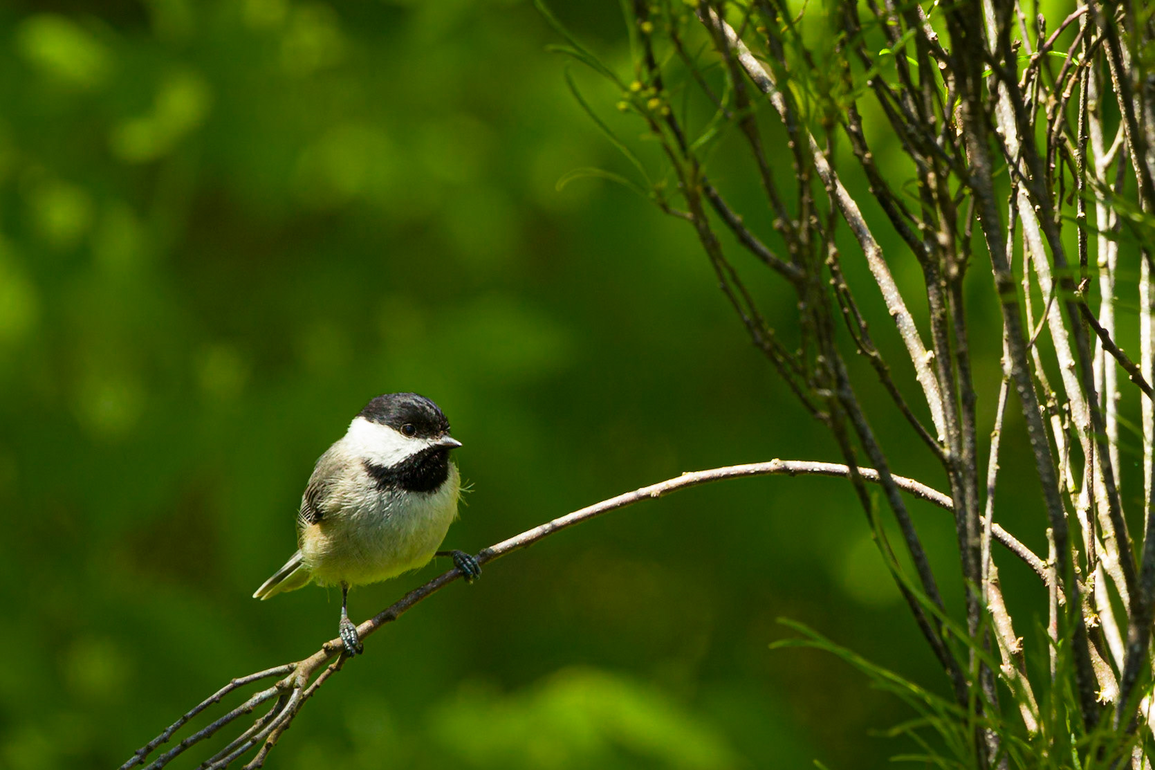 Black-capped Chickadee