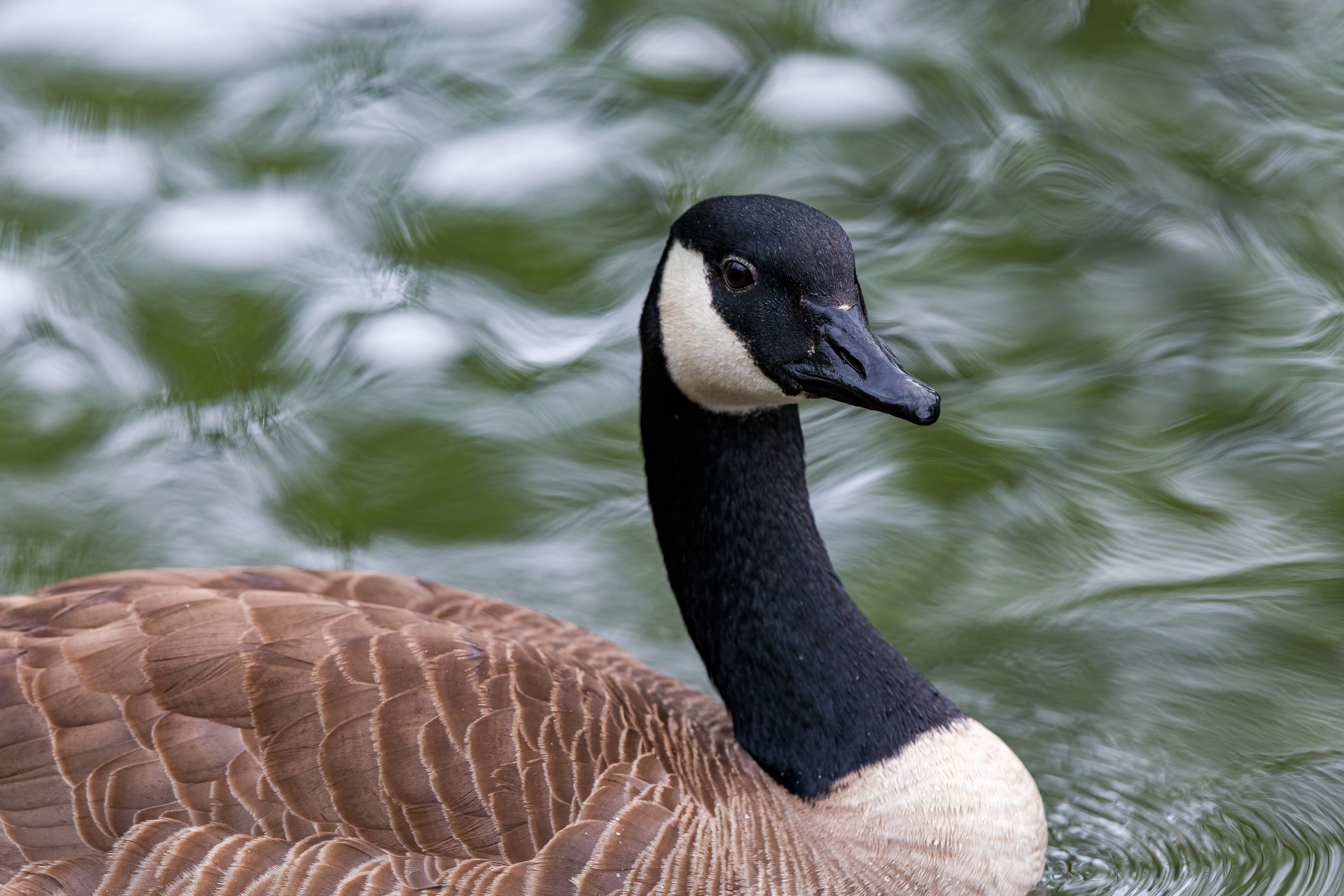 Canada Goose