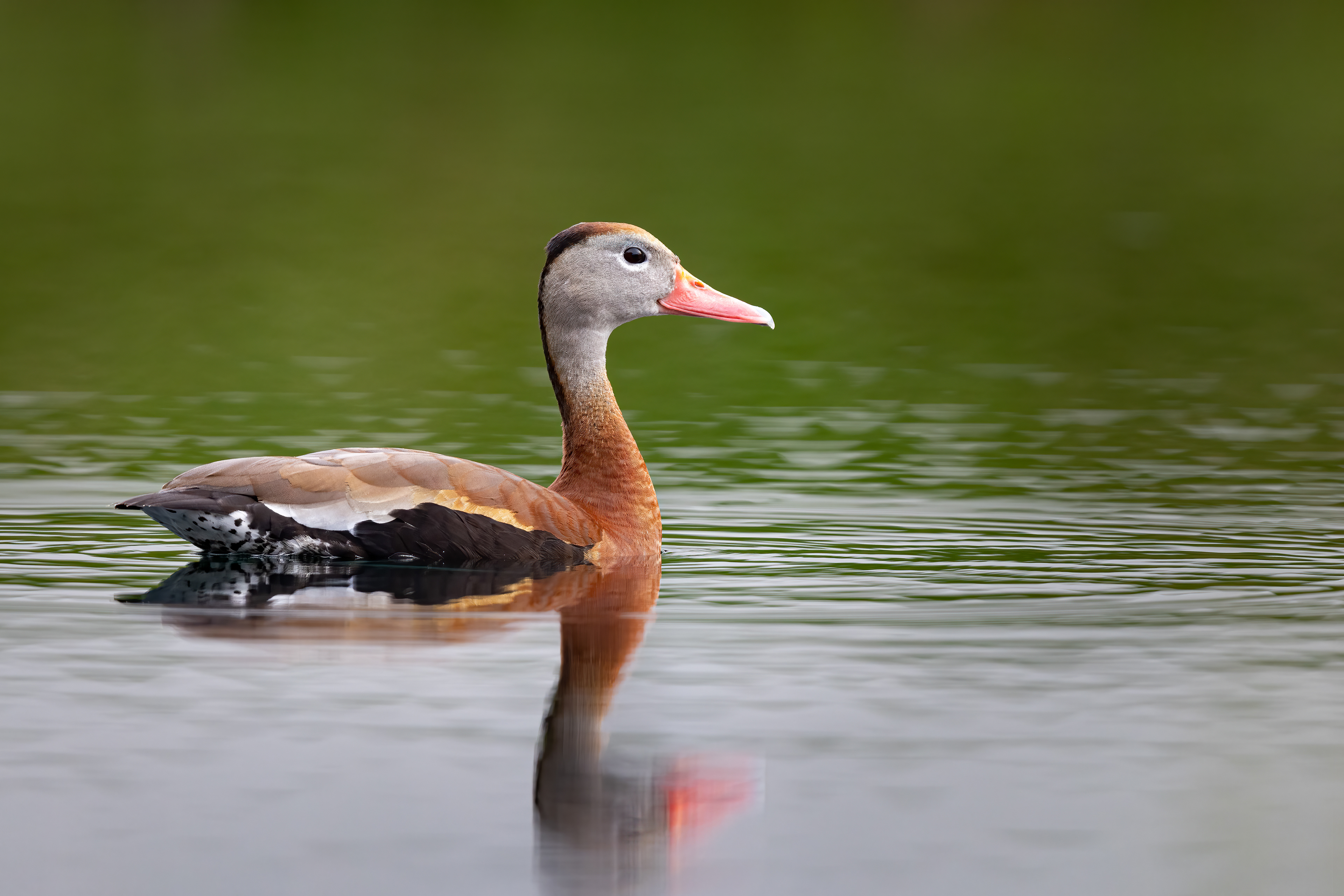 Black-bellied Whistling Duck