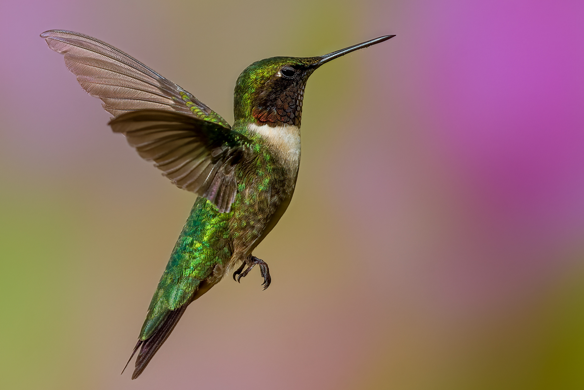 Ruby-throated Hummingbird