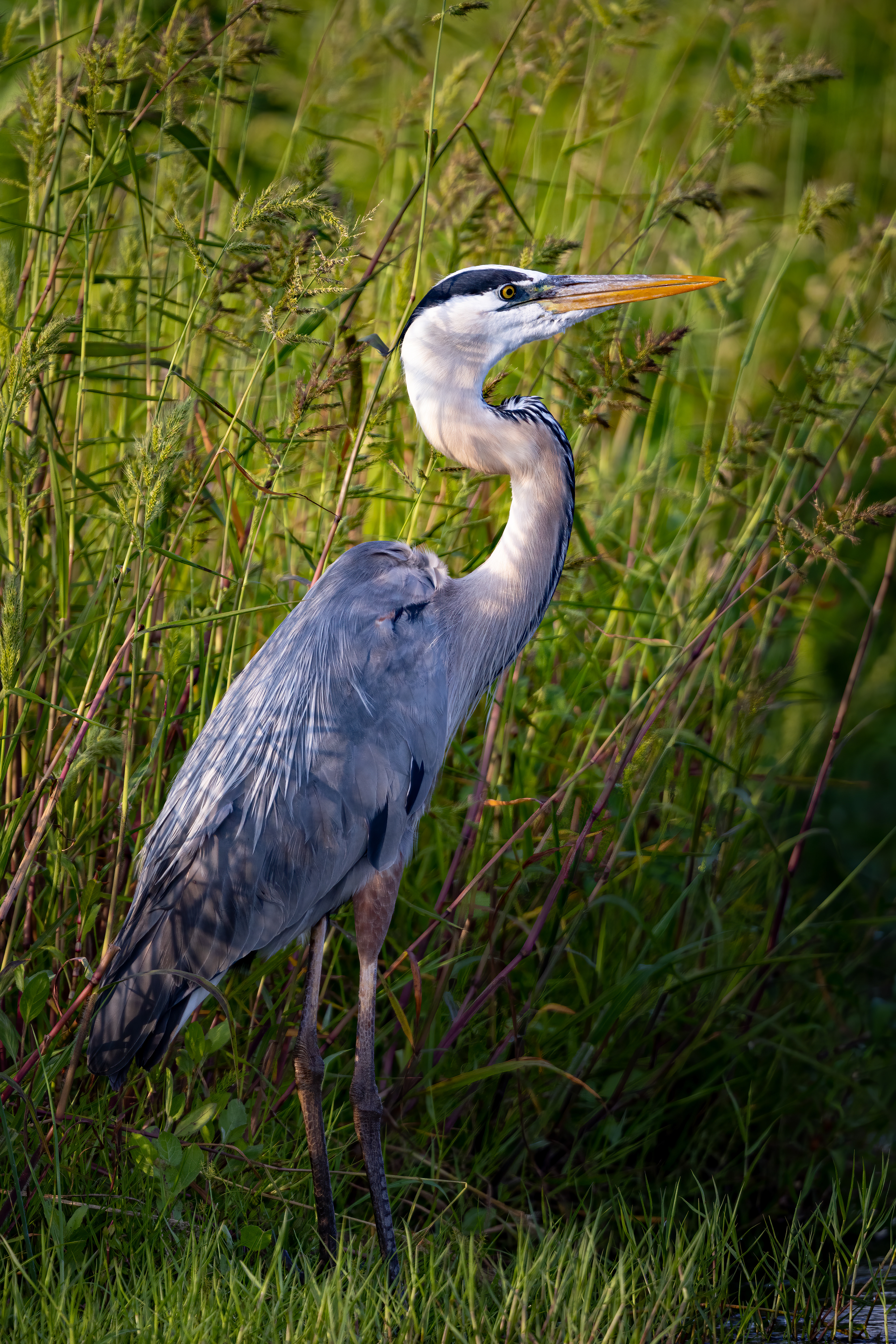Great Blue Heron