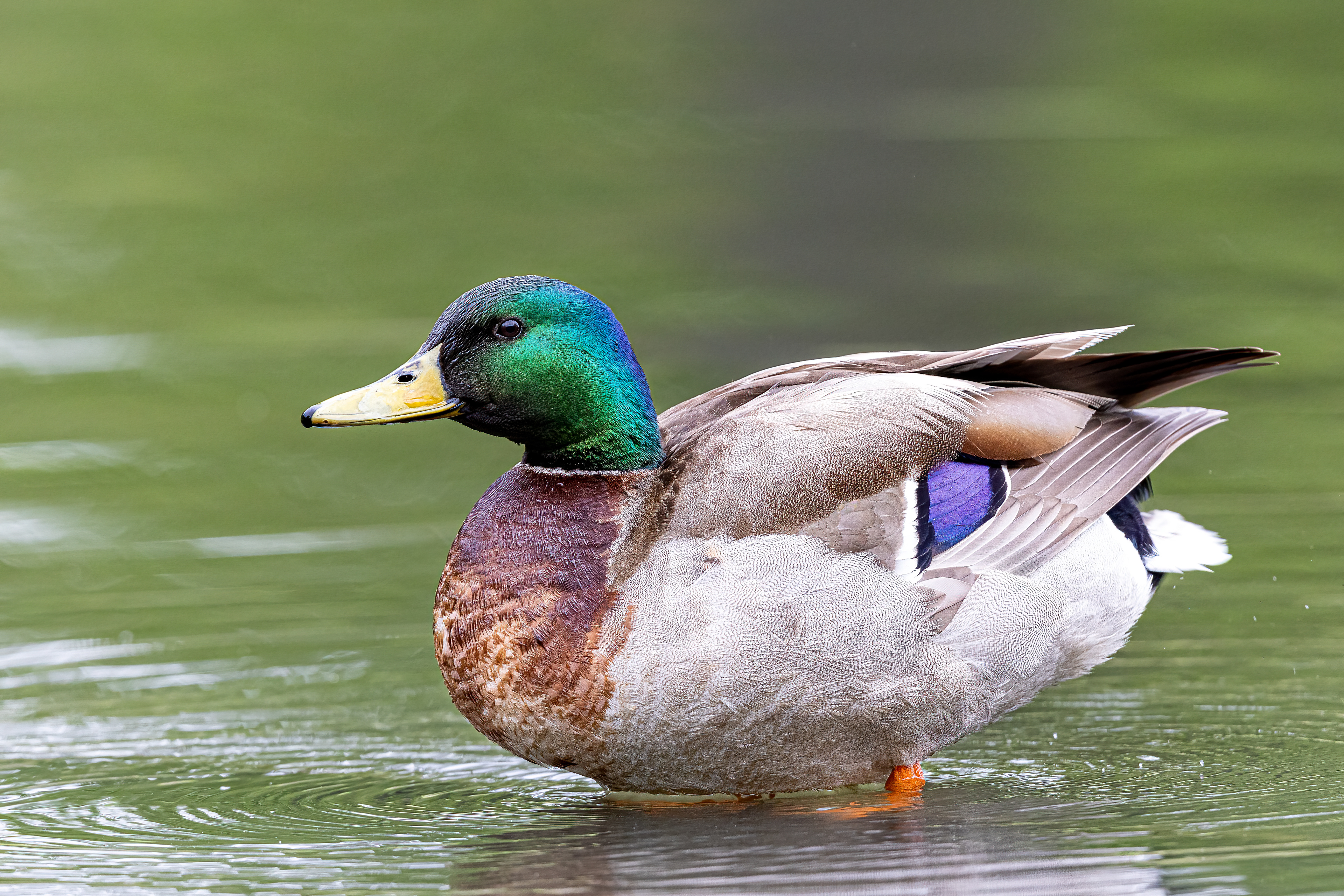 Mallard