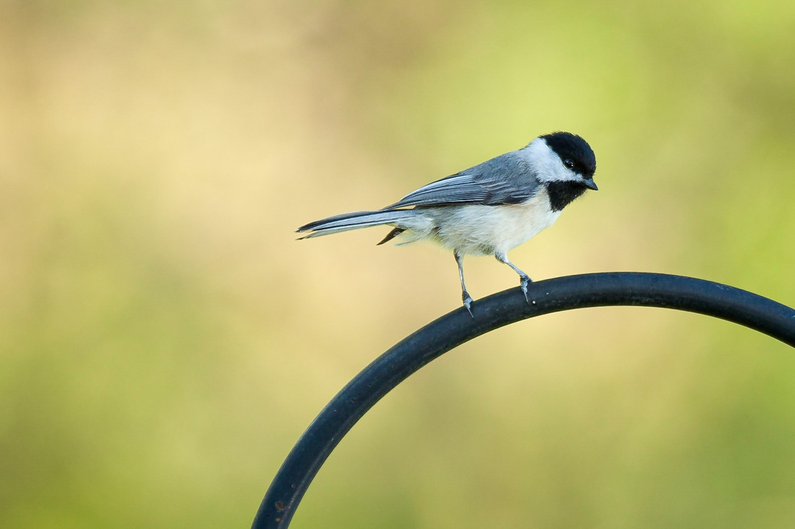 Black-capped Chickadee