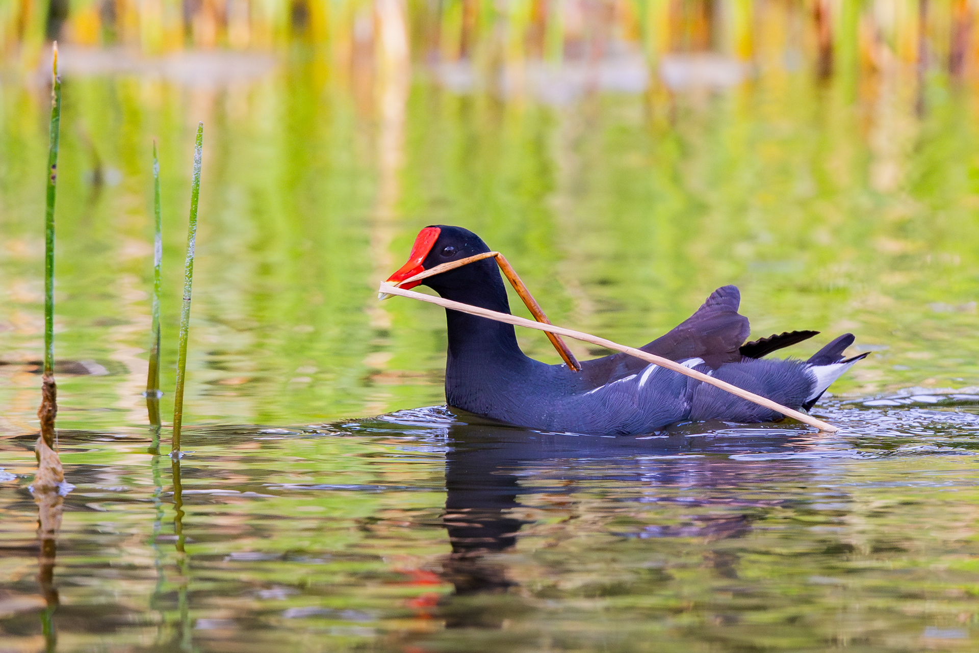 Common Gallinule