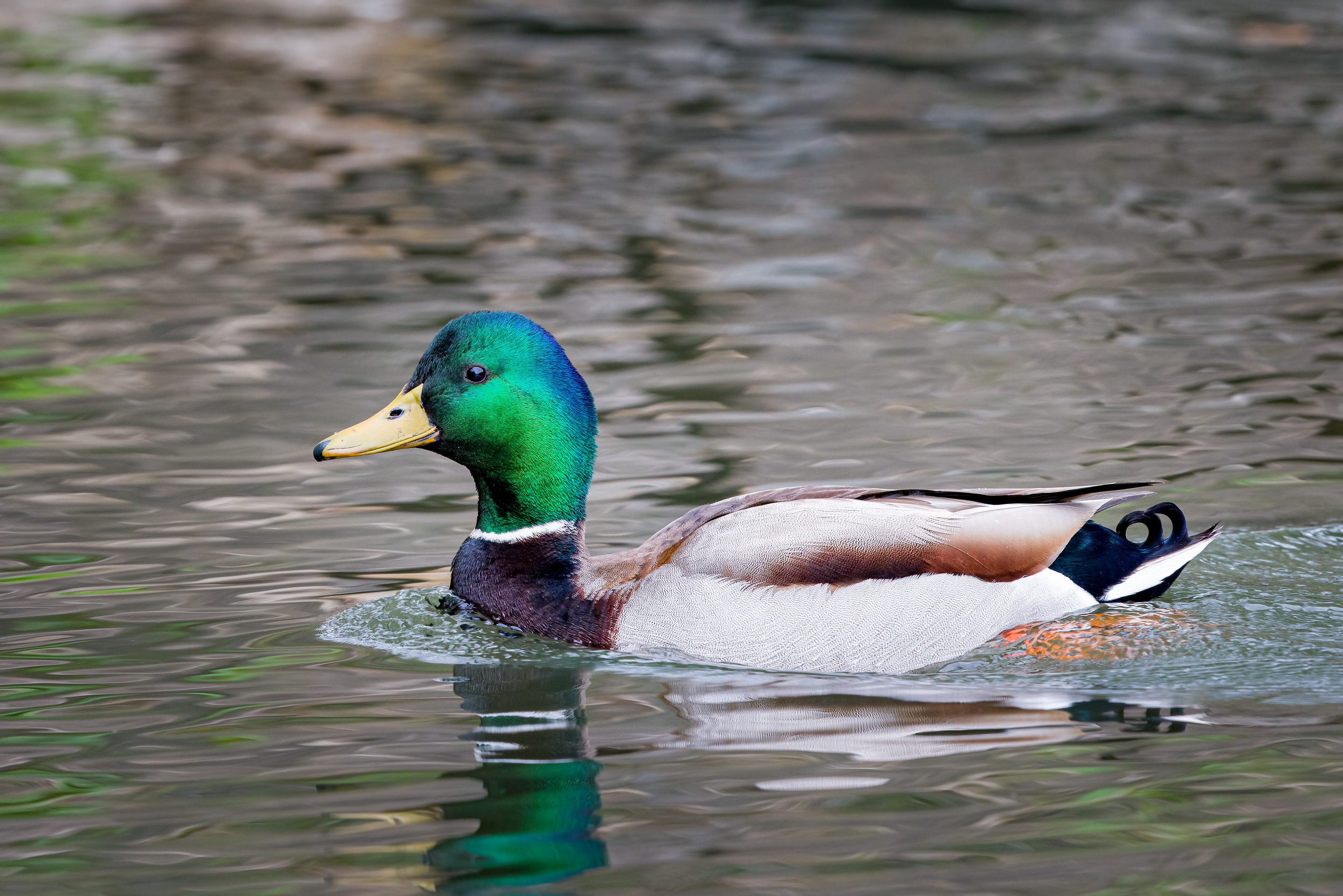 Mallard