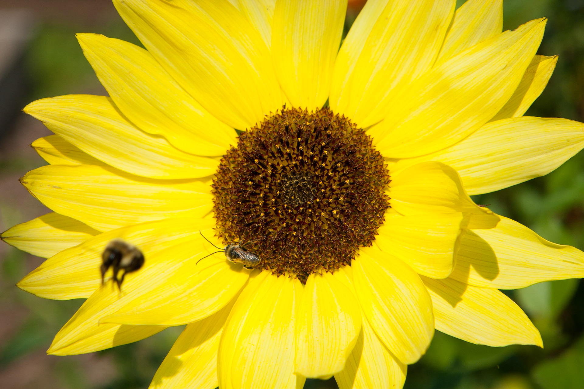 Bumble Bee, Stow, Vermont