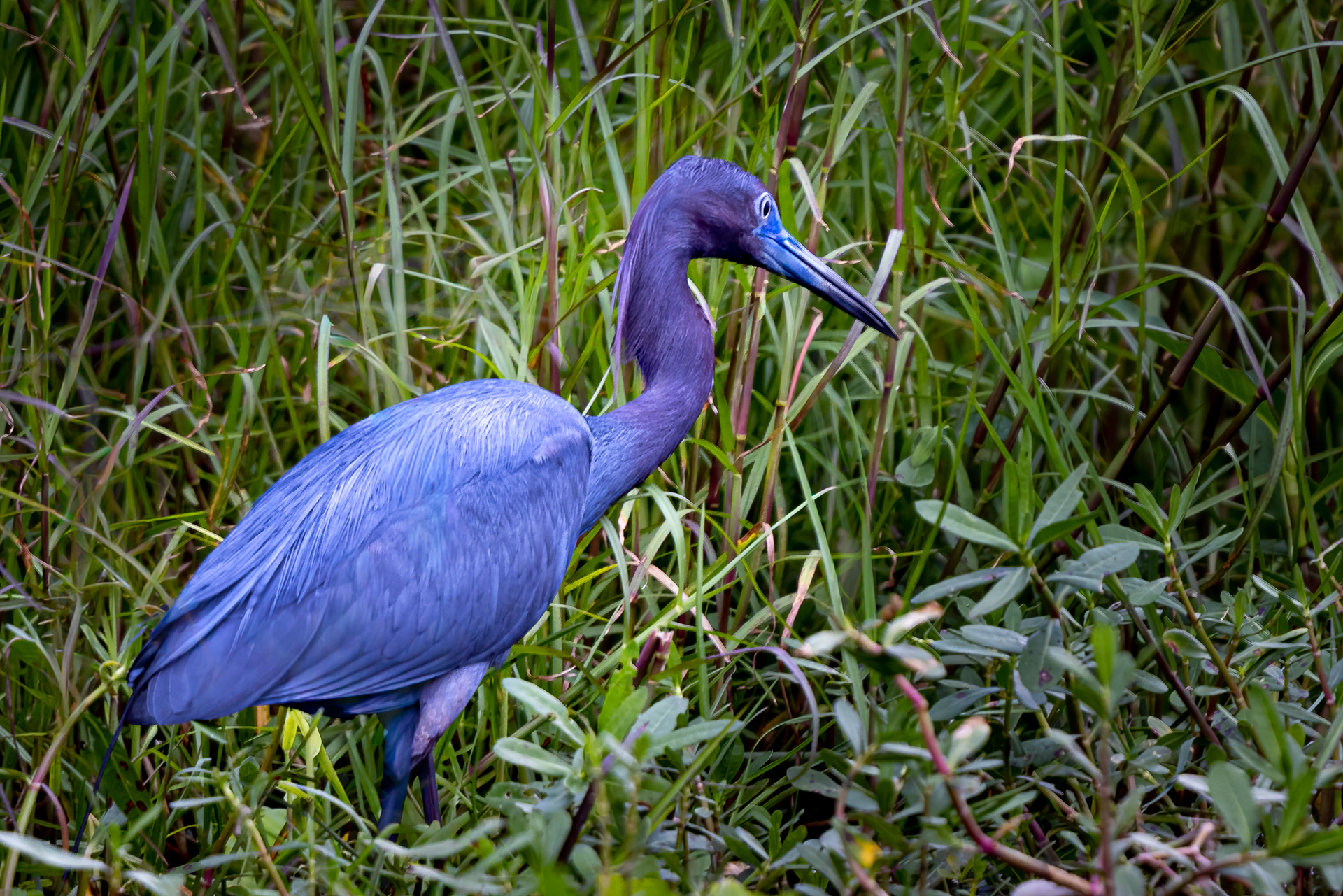 Little Blue Heron