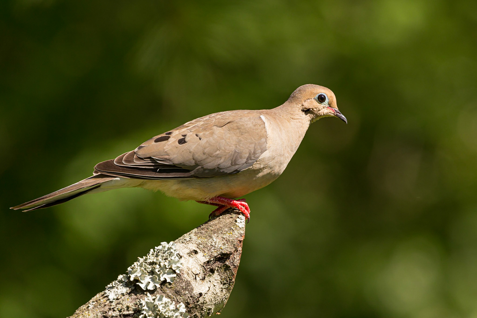 Mourning Dove