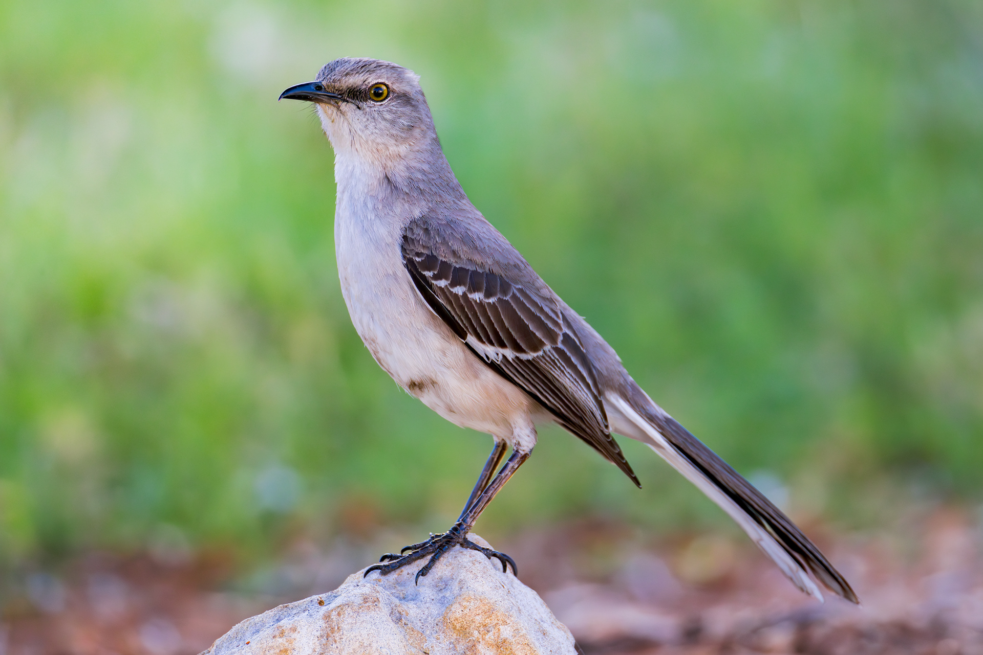 Northern Mockingbird