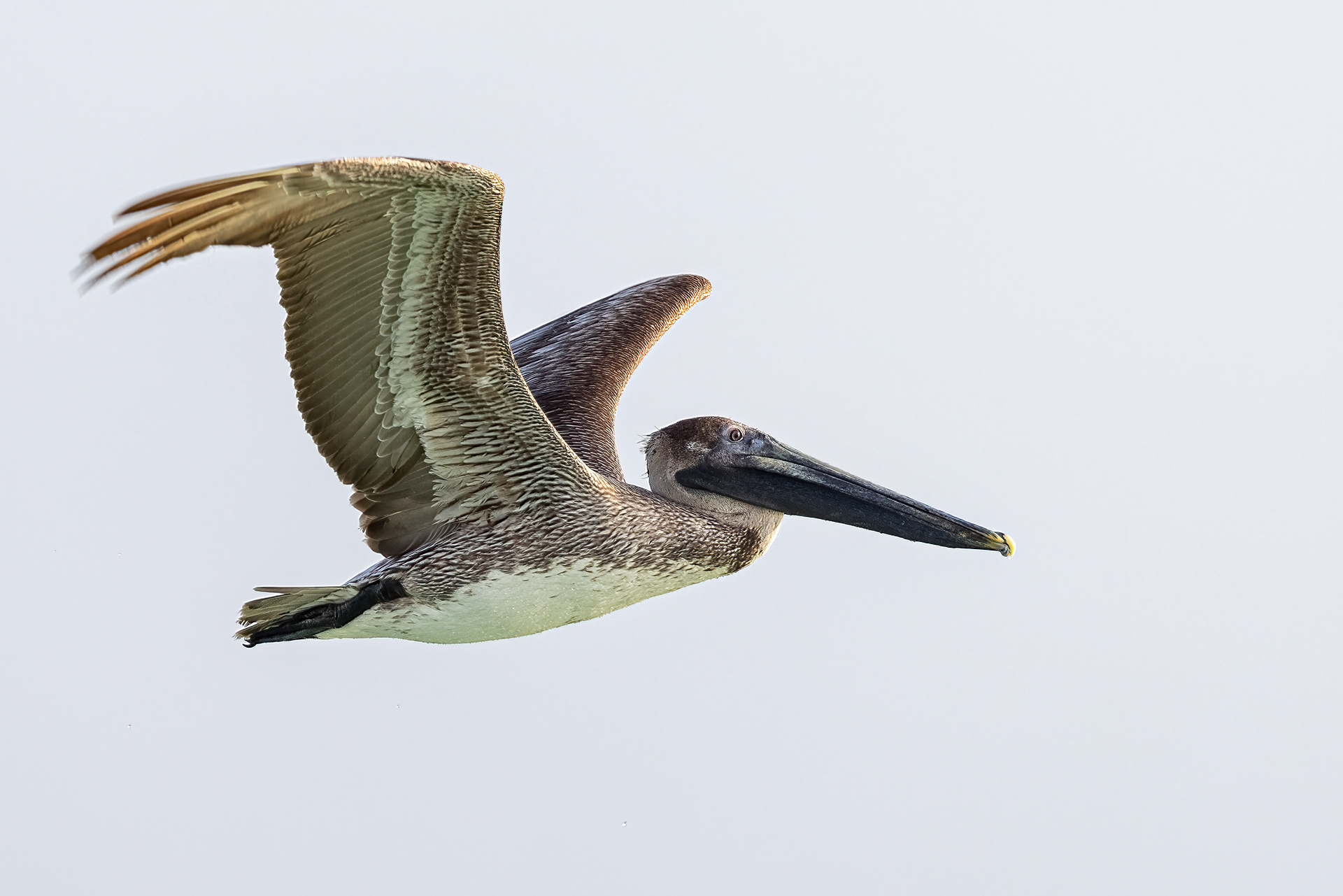 Brown Pelican