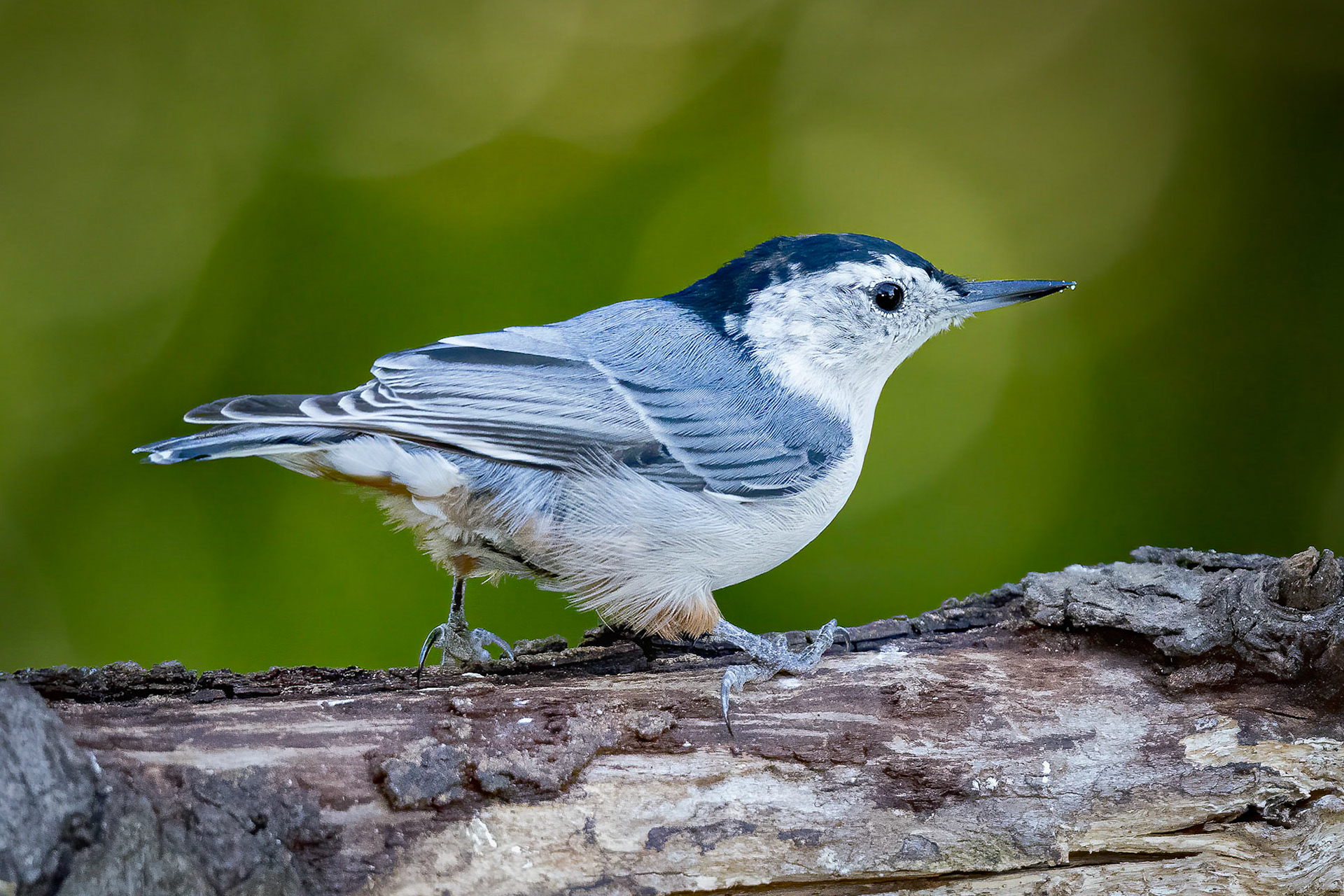 White-breasted Nuthatch