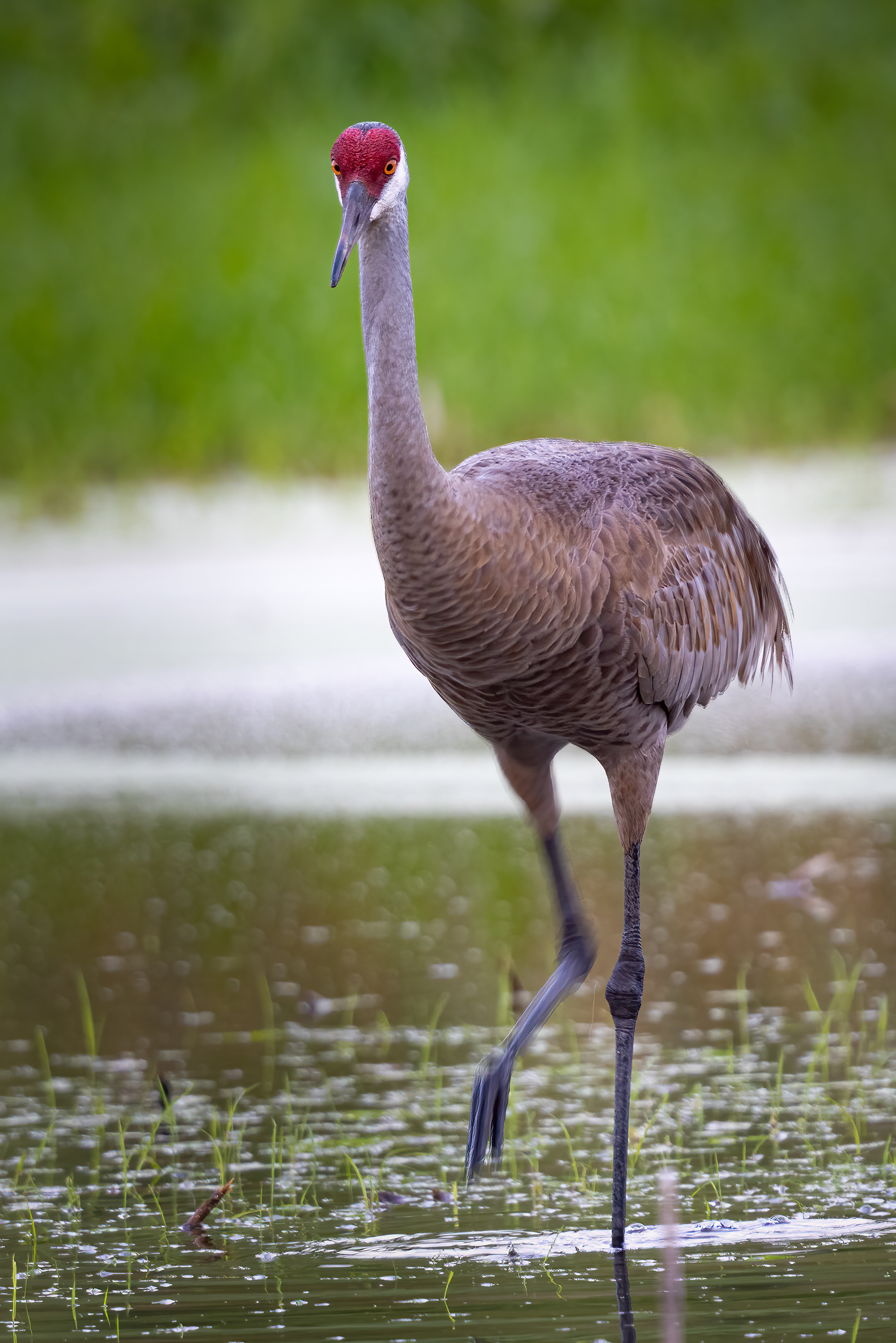 Sandhill Crane