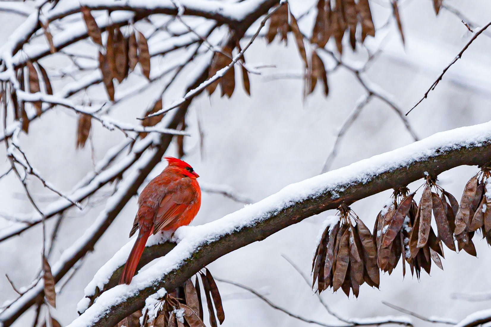 Northern Cardinal