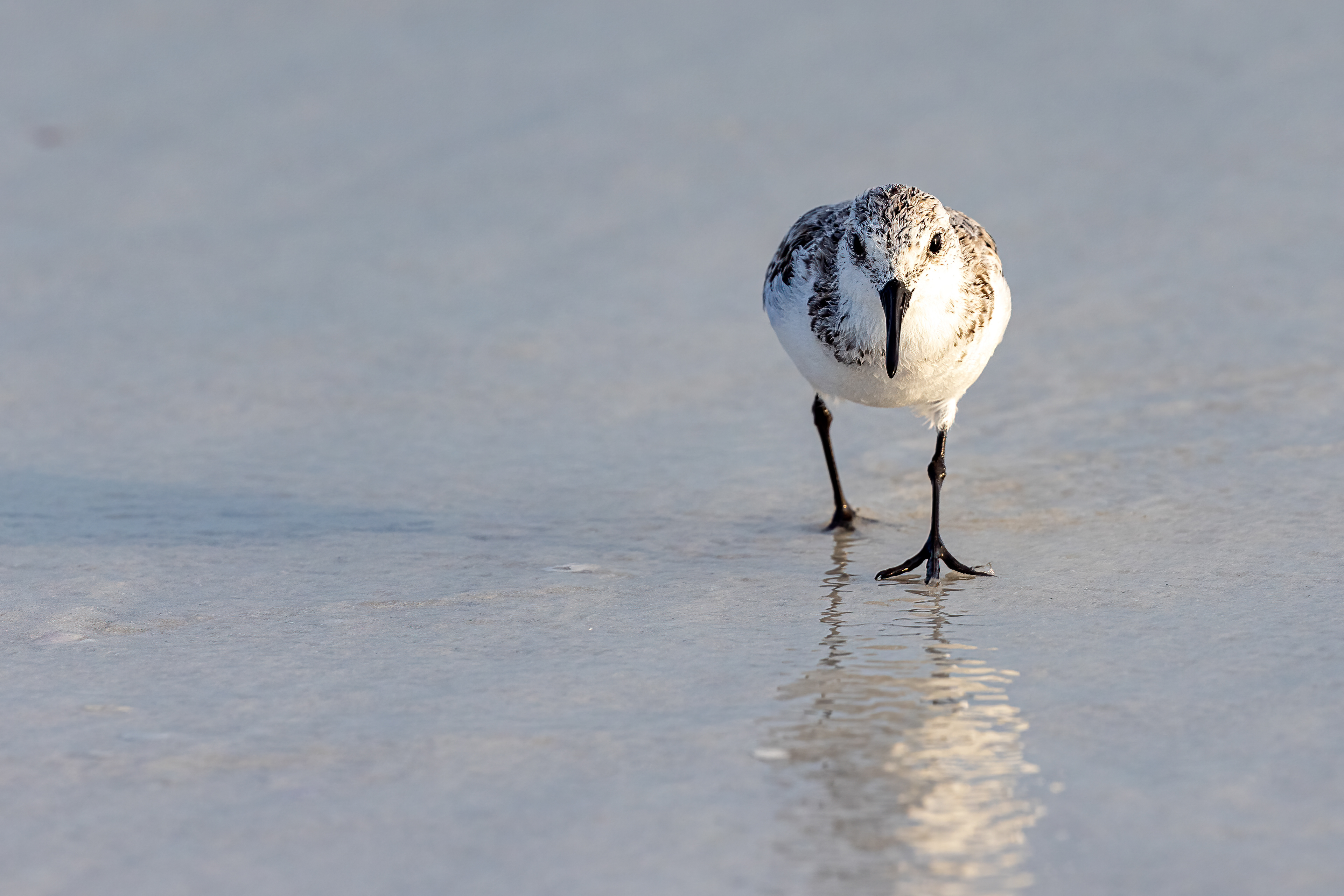 Sanderling