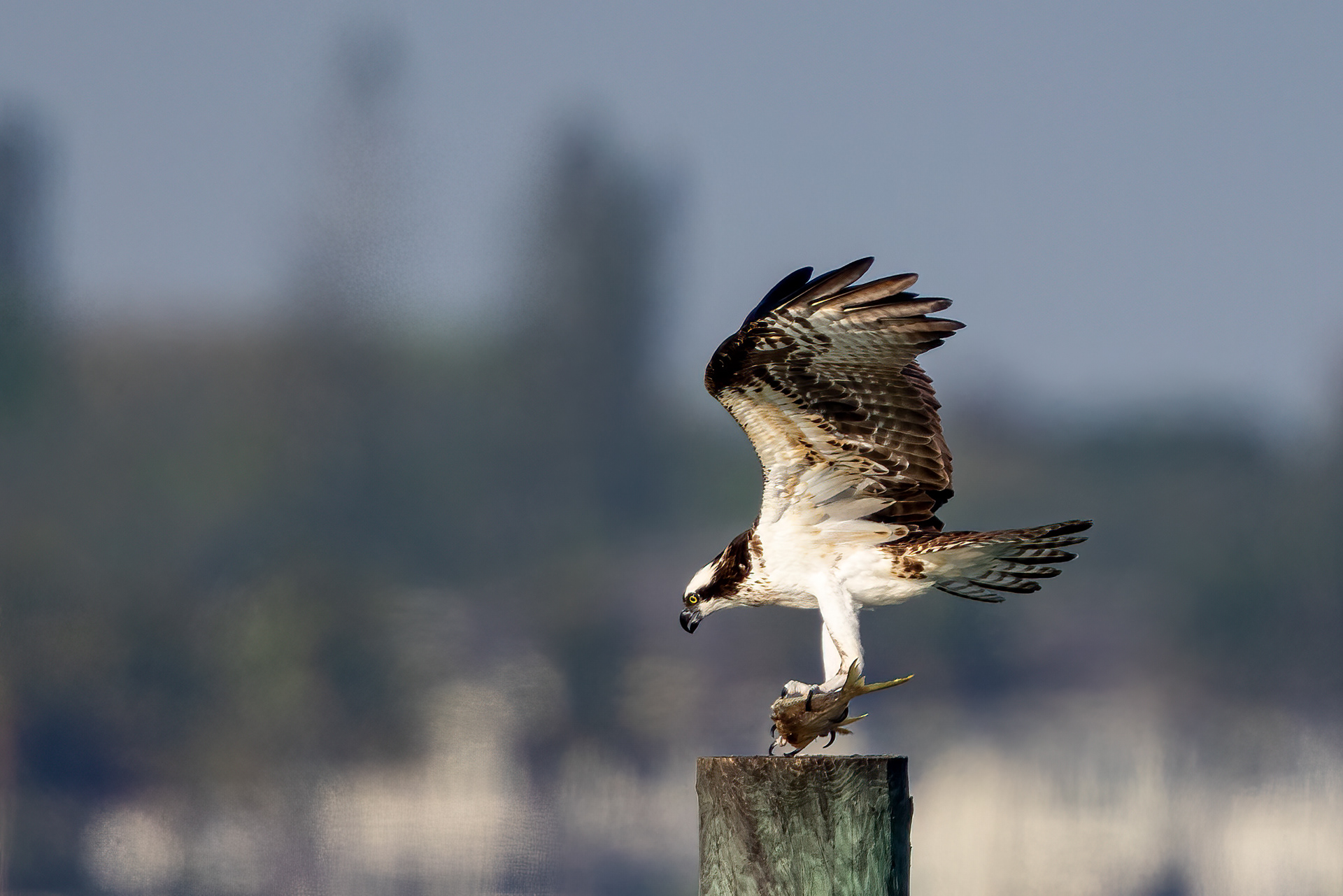 Osprey