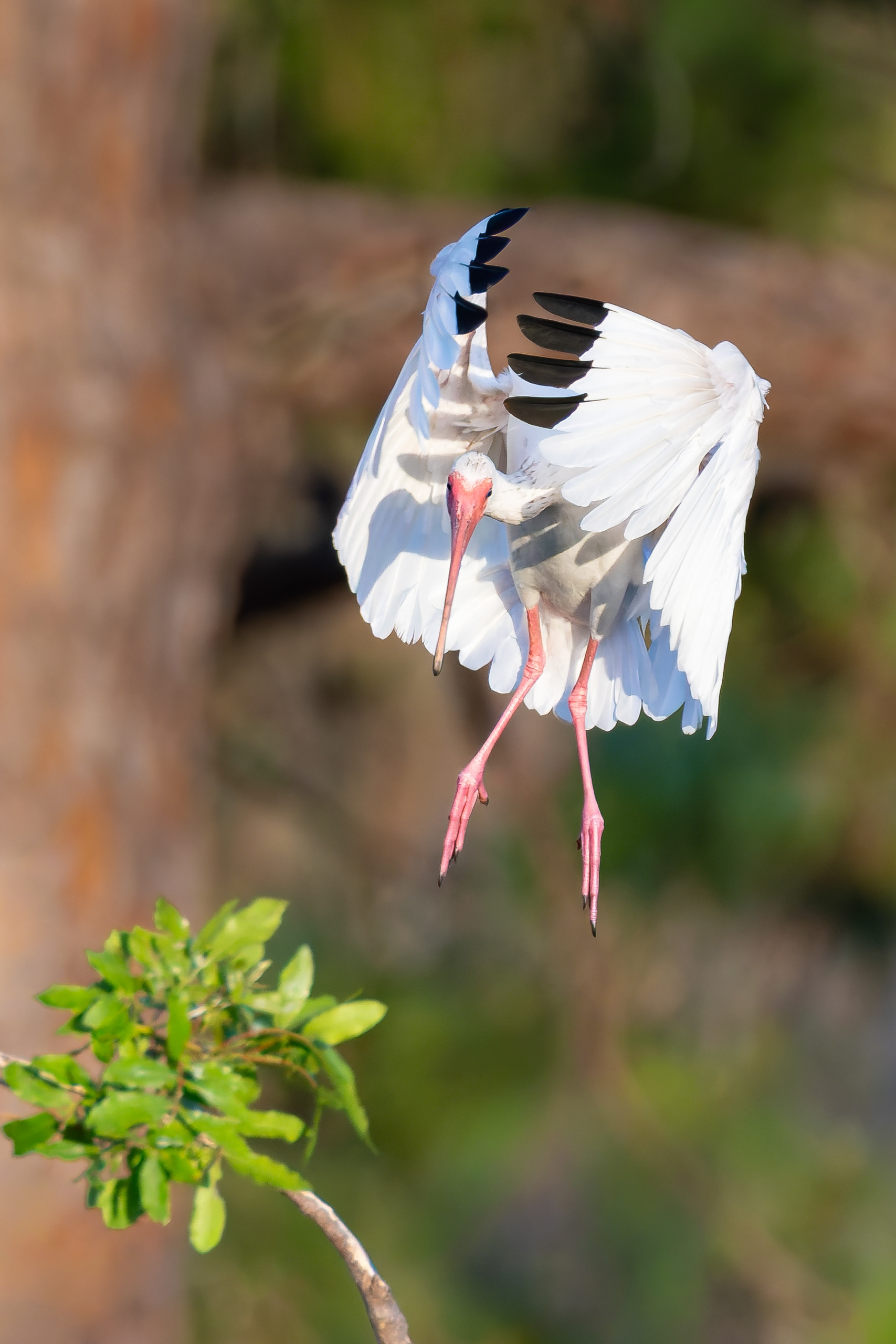 White Ibis
