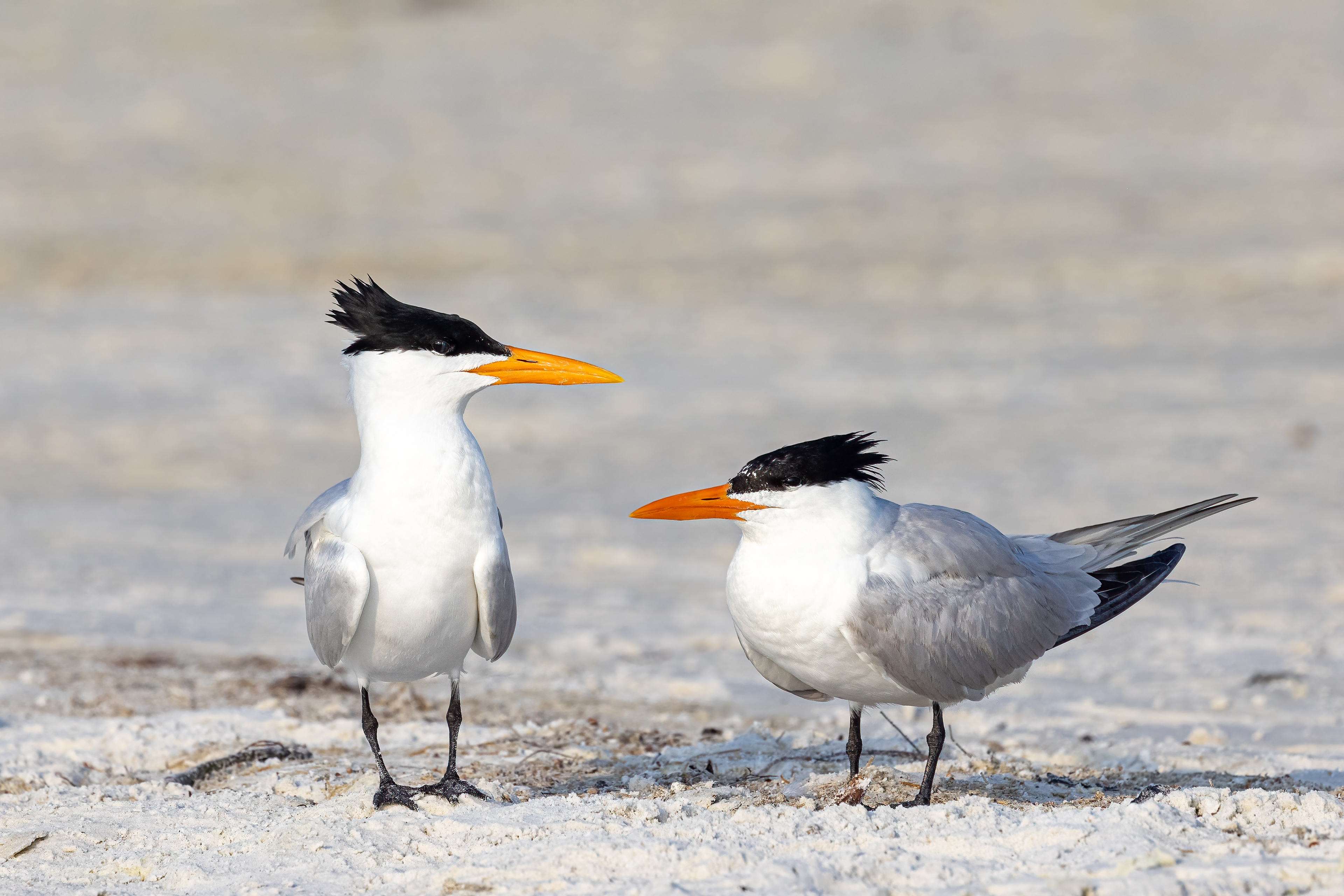Royal Tern
