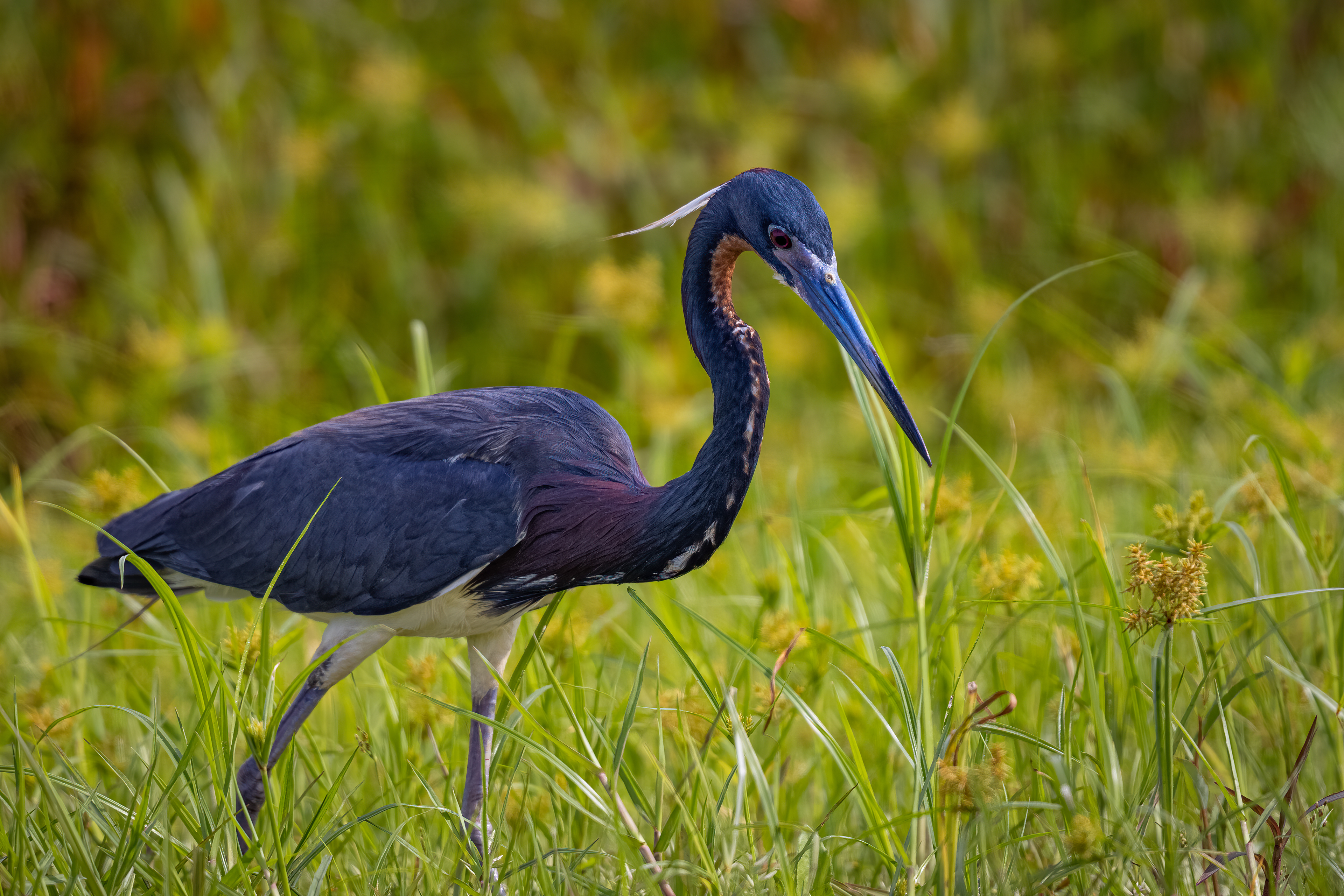 Tricolor Heron