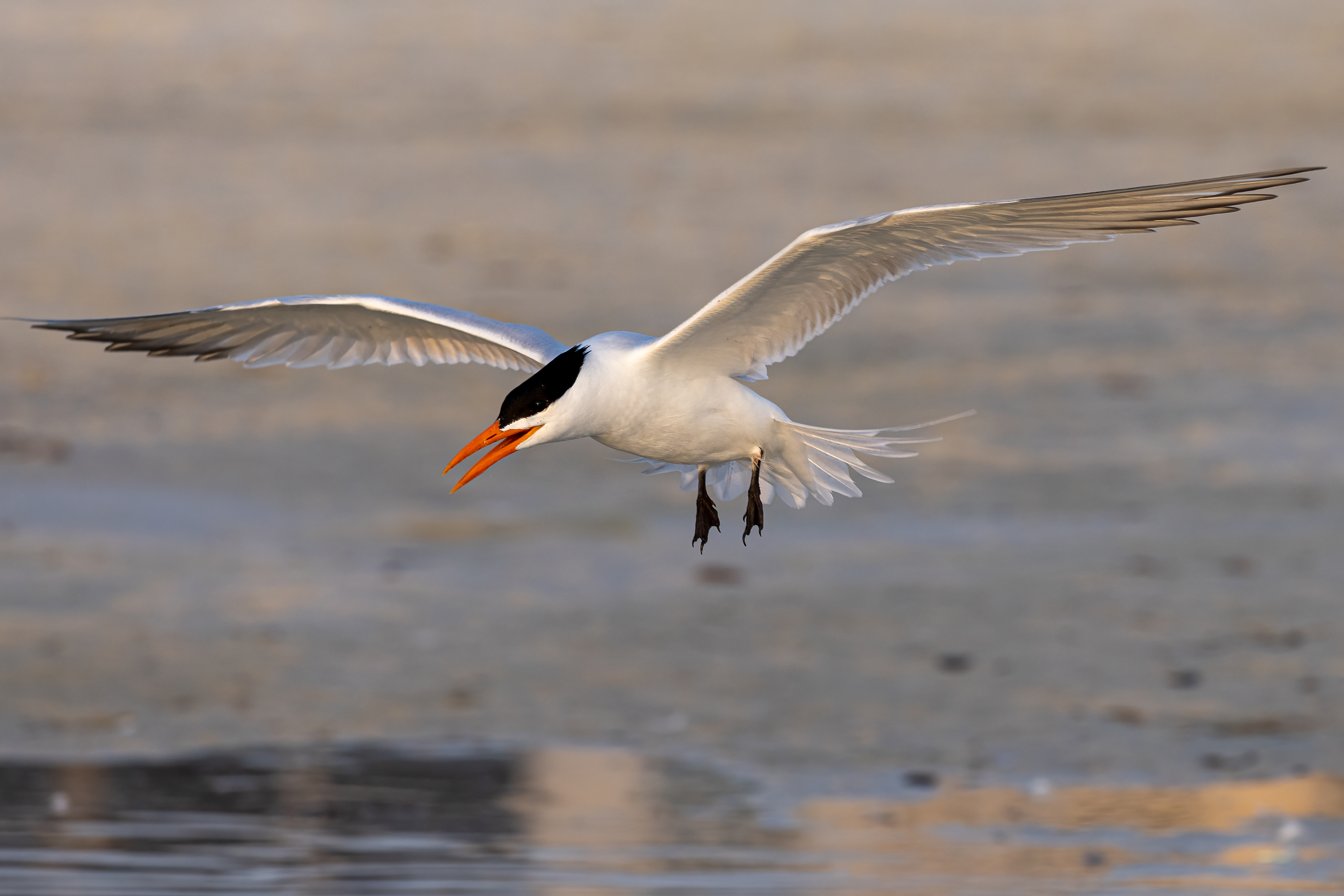 Royal Tern