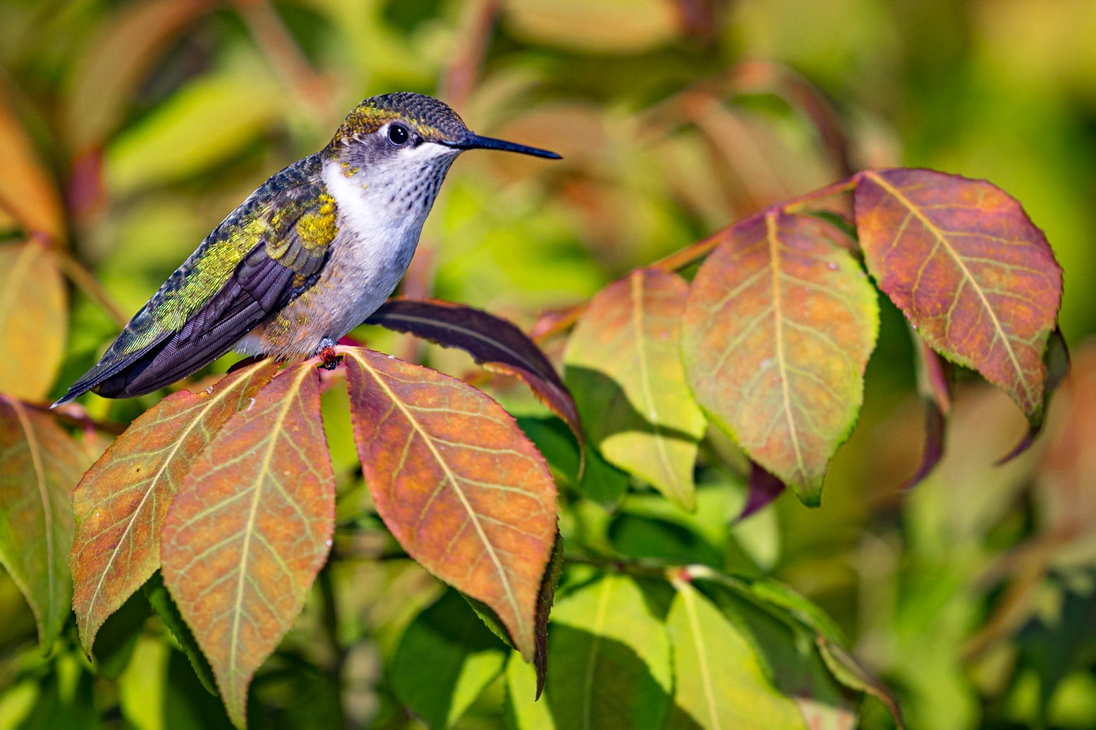 Ruby-Throated Hummingbird