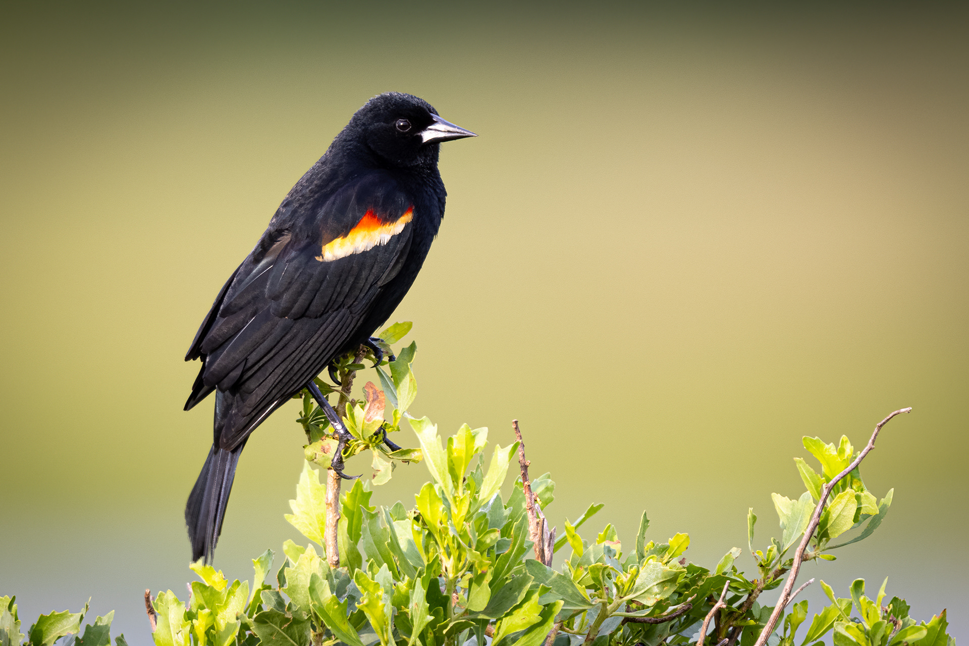 Red-winged Blackbird