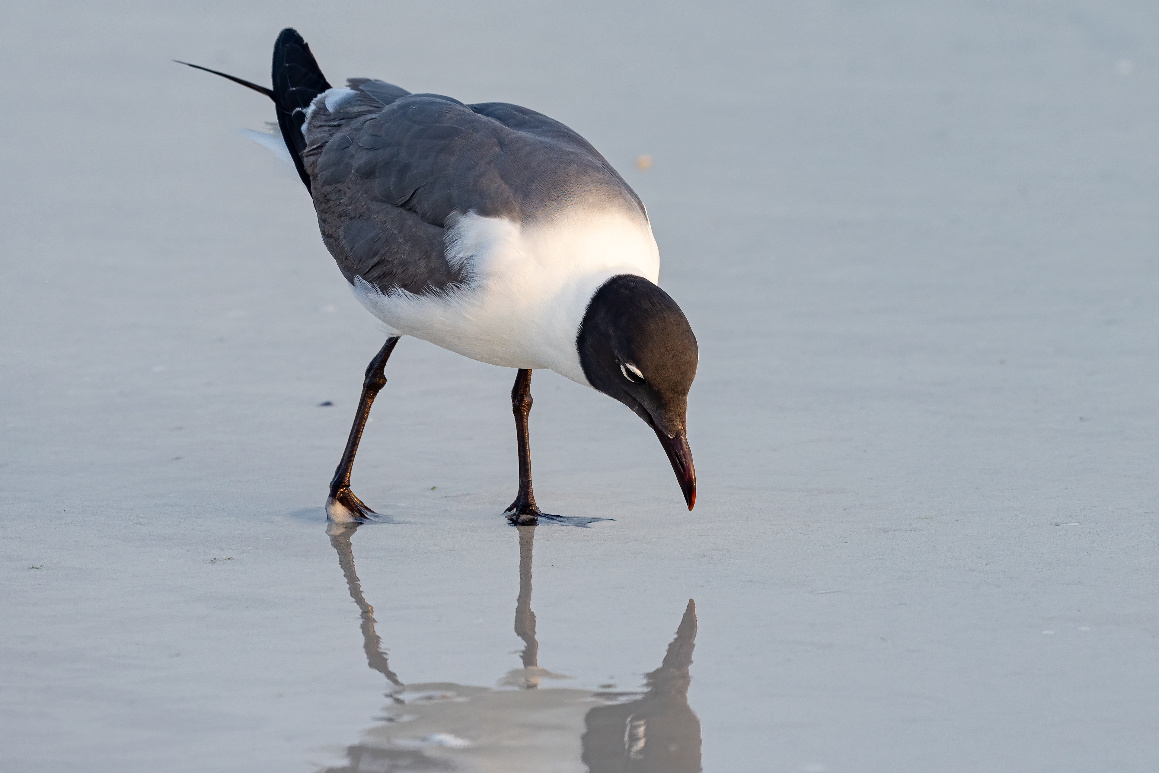 Laughing Gull