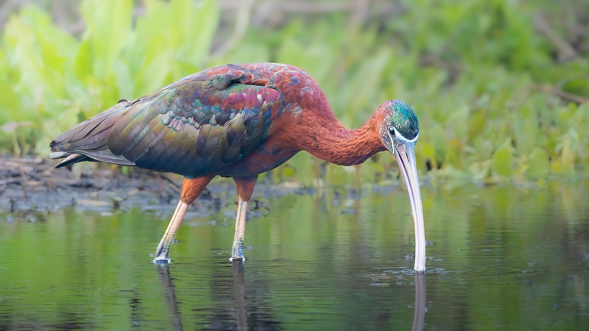 Glossy Ibis