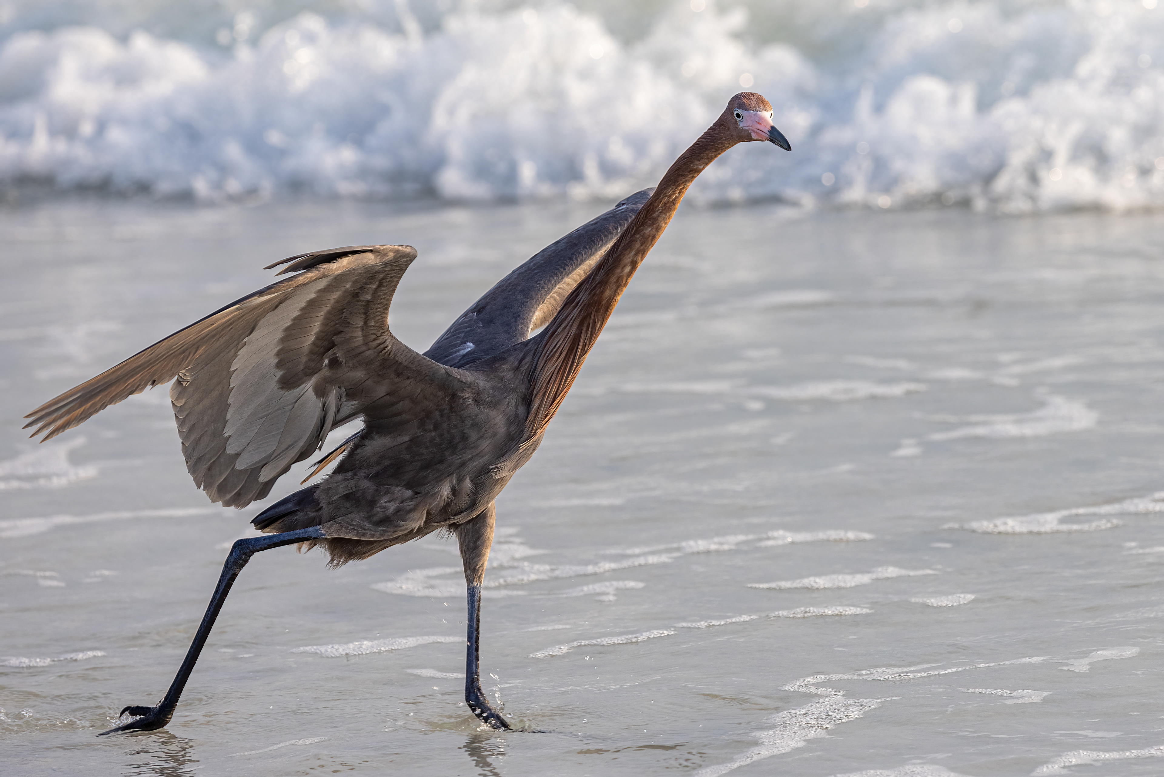 Reddish Egret