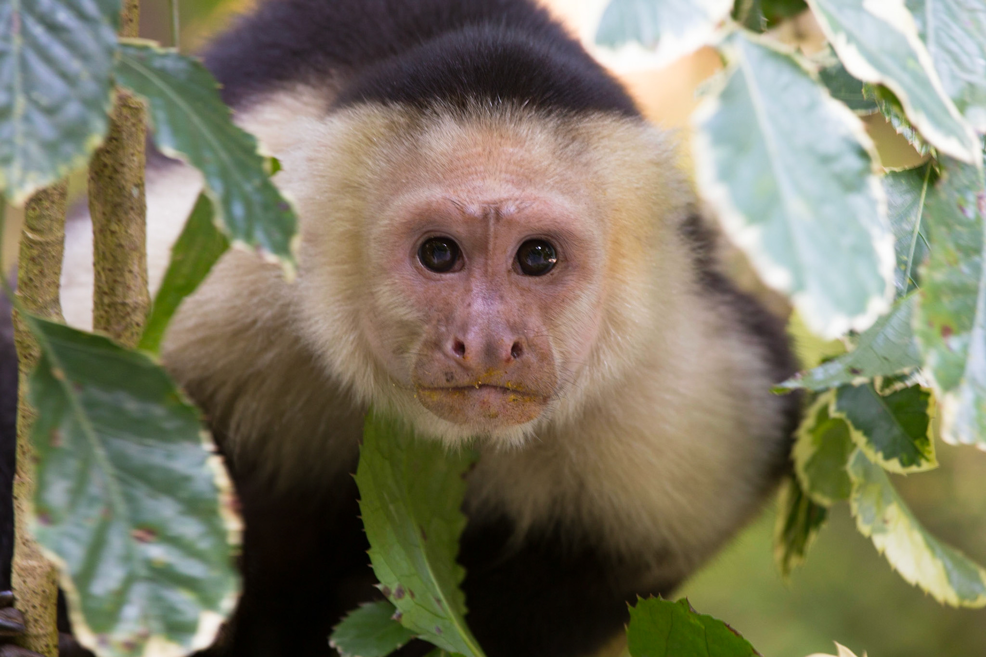 White-headed Capuchin Monkey, Manuel Antonio, Costa Rica