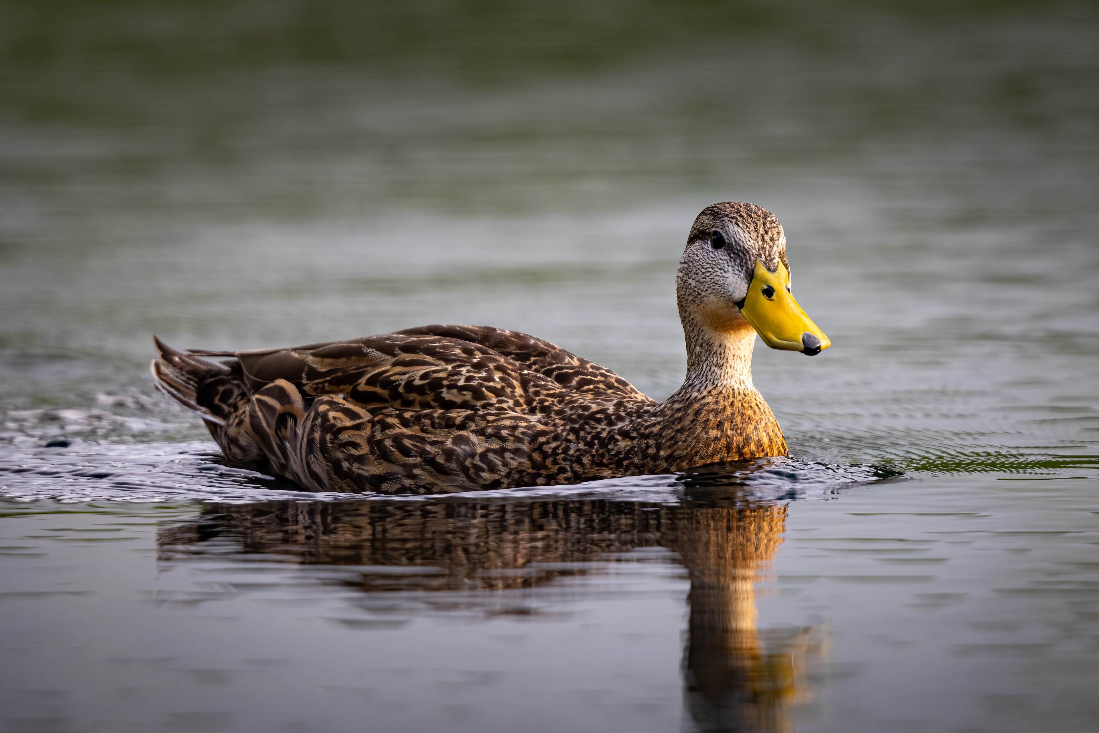 Mottled Duck