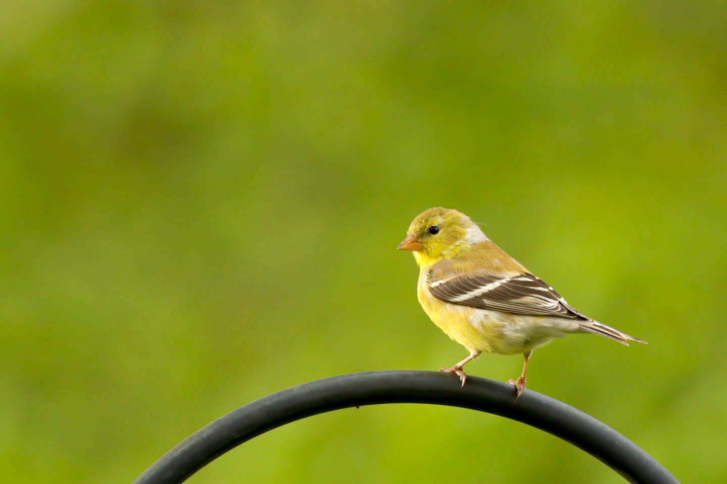 American Goldfinch