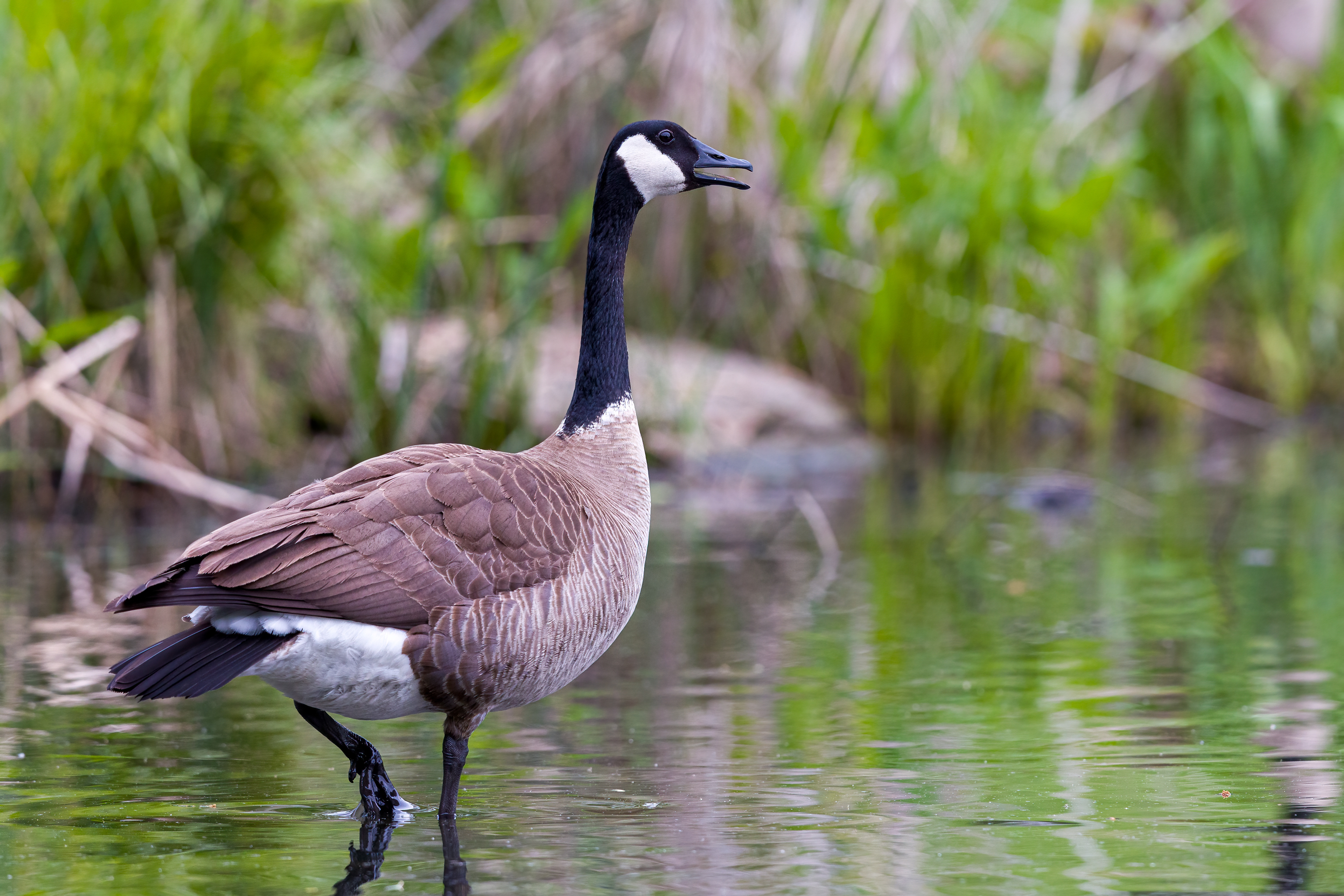 Canada Goose