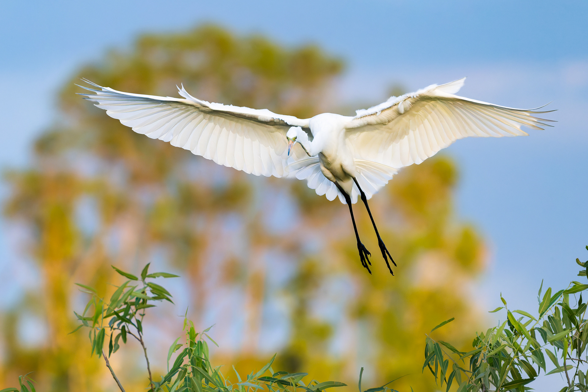 Great Egret