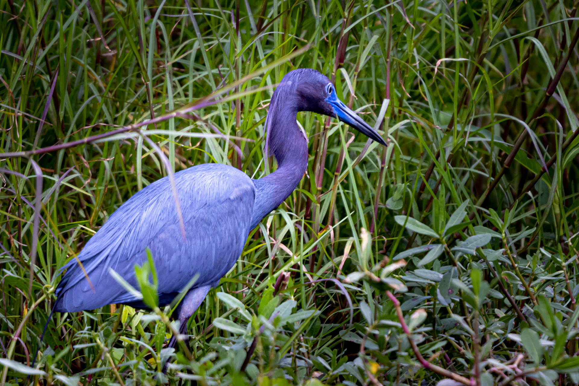 Little Blue Heron