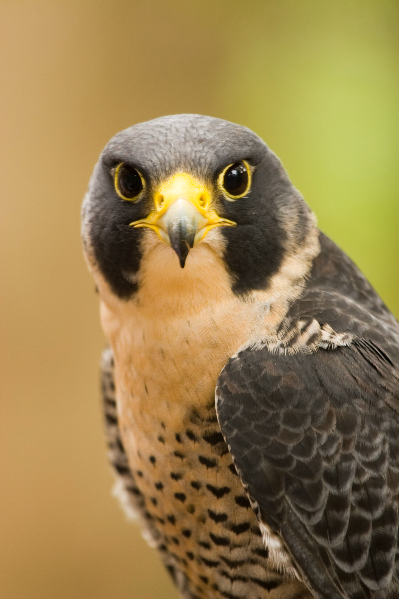 Peregrine Falcon