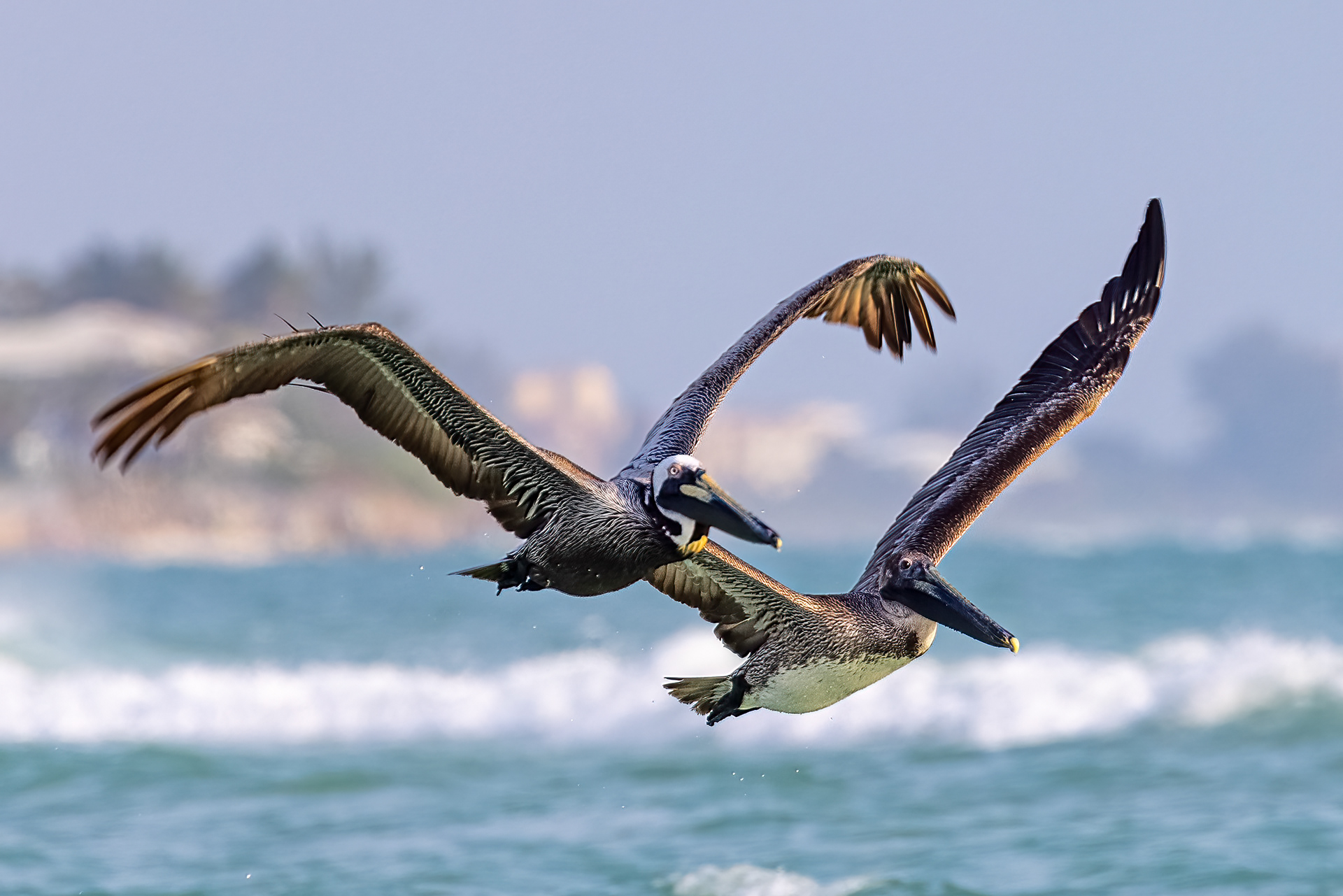 Brown Pelican
