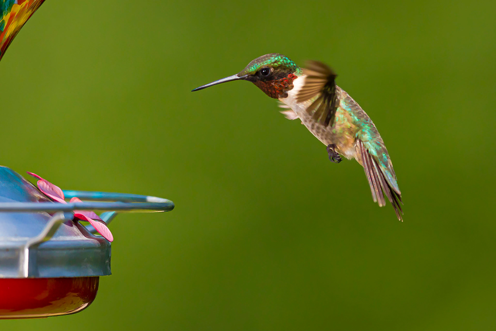 Ruby-throated Hummingbird
