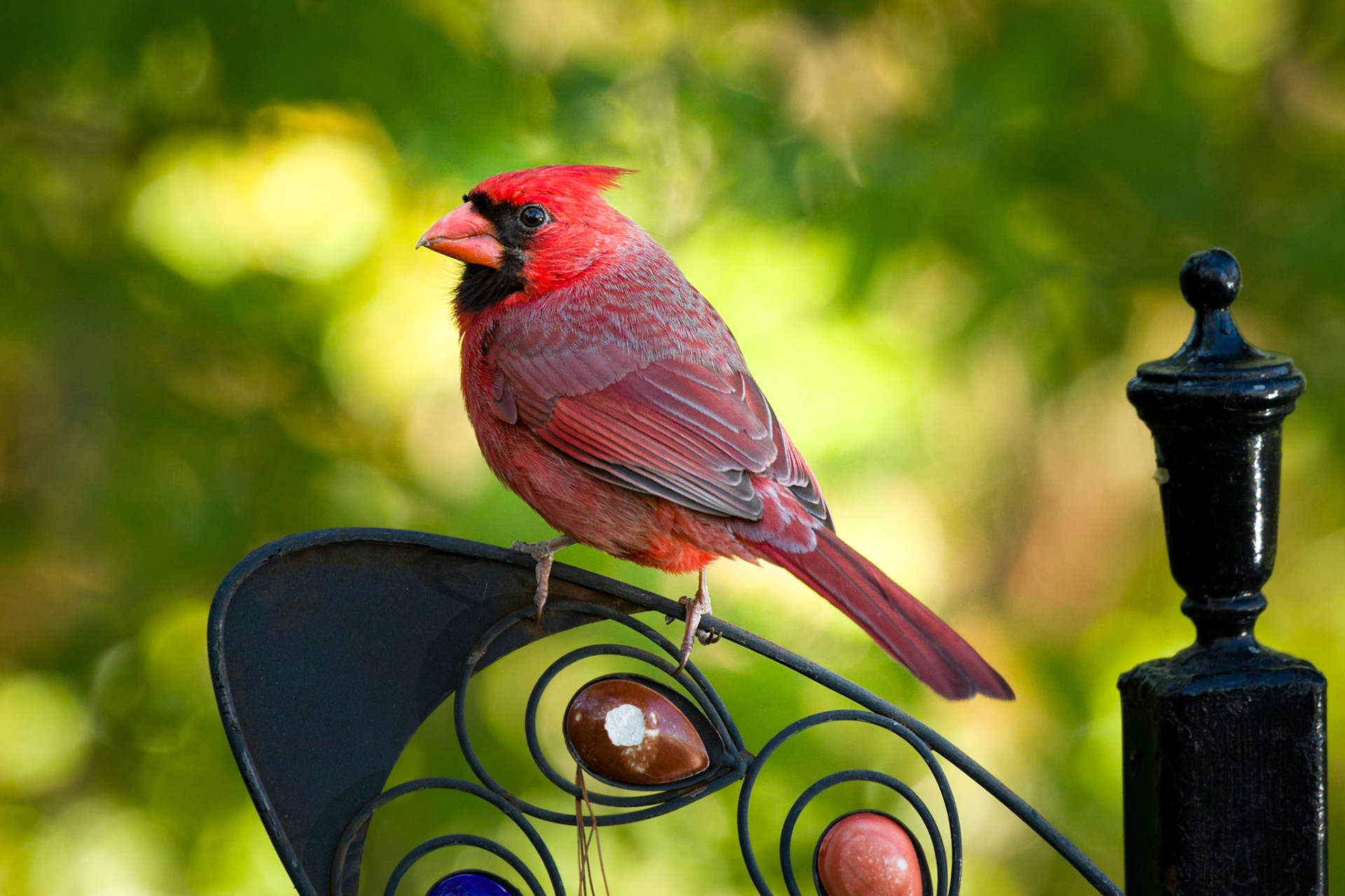 Northern Cardinal