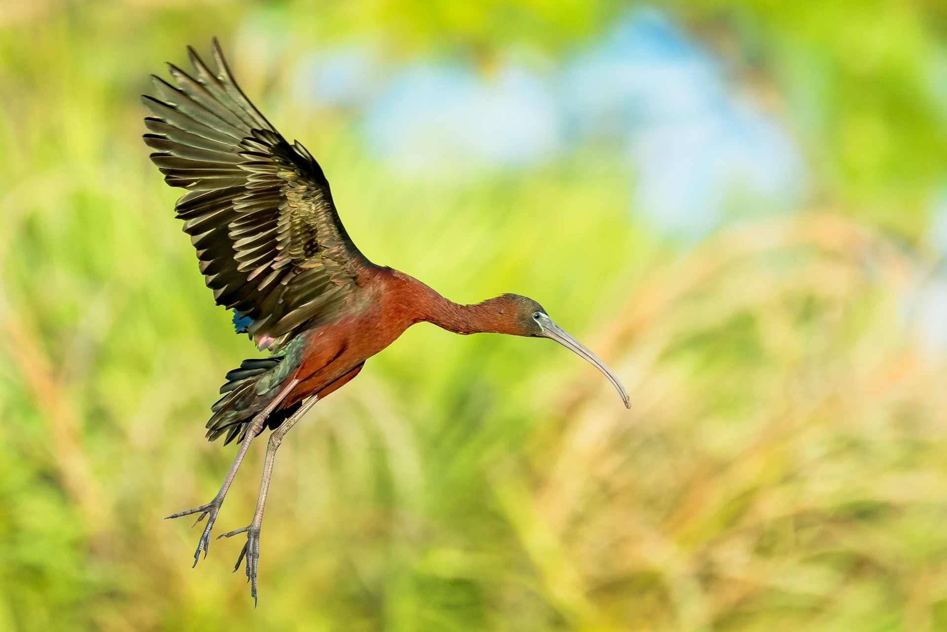 Glossy Ibis