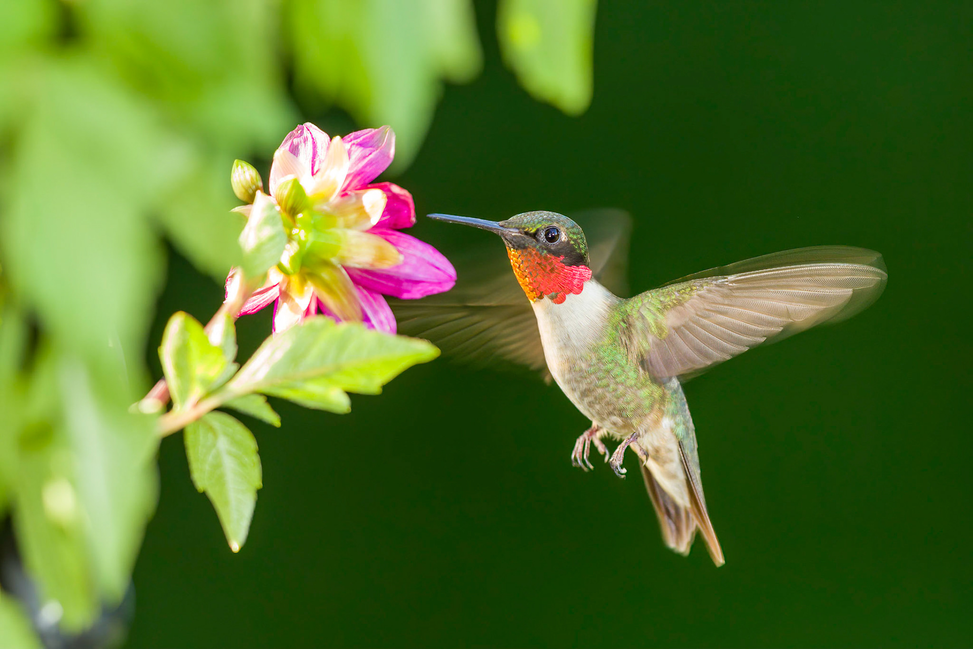 Ruby-throated Hummingbird