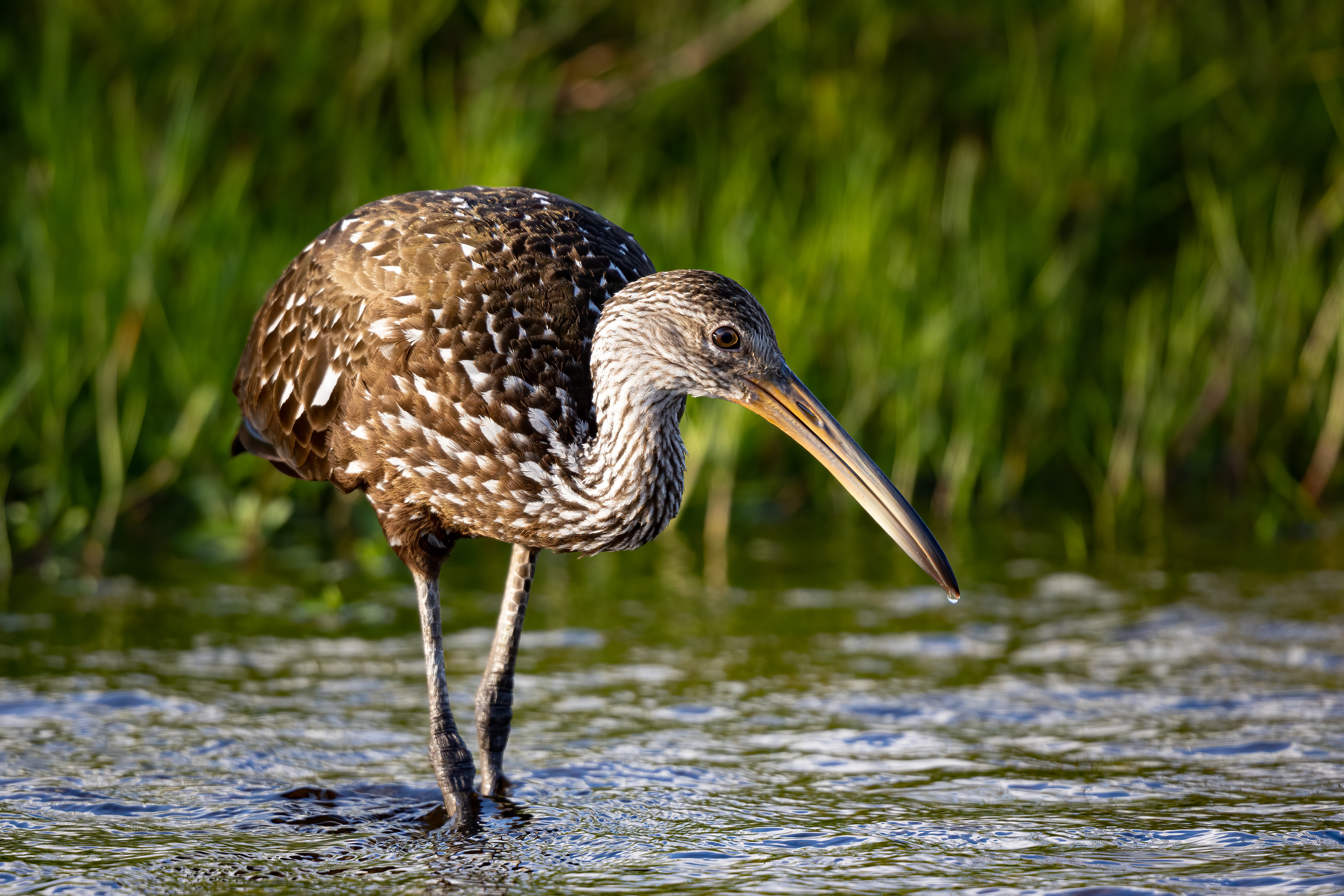 Limpkin